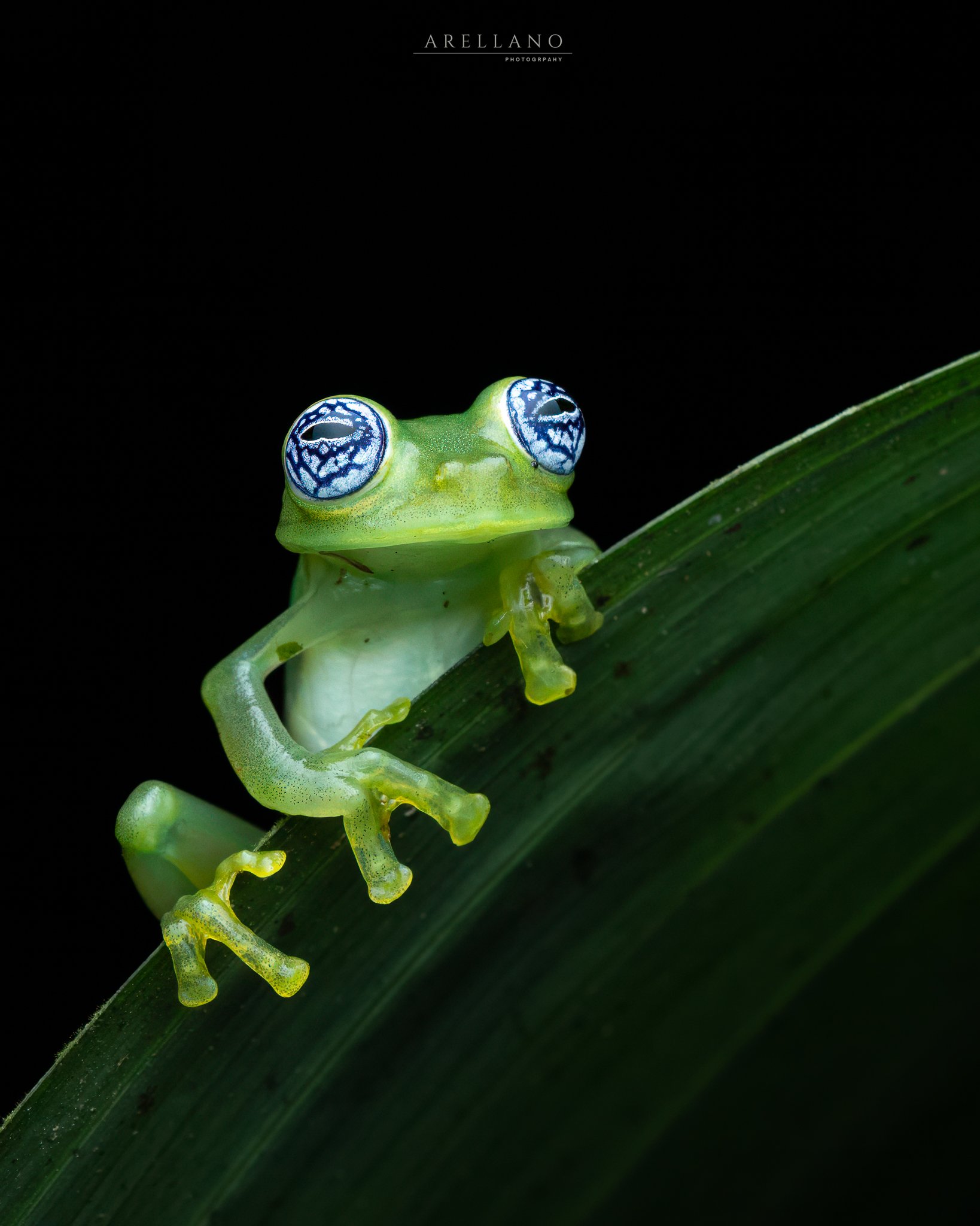 A close-up of a green caterpillar with large blue and white eyes, climbing on a green leaf against a black background.