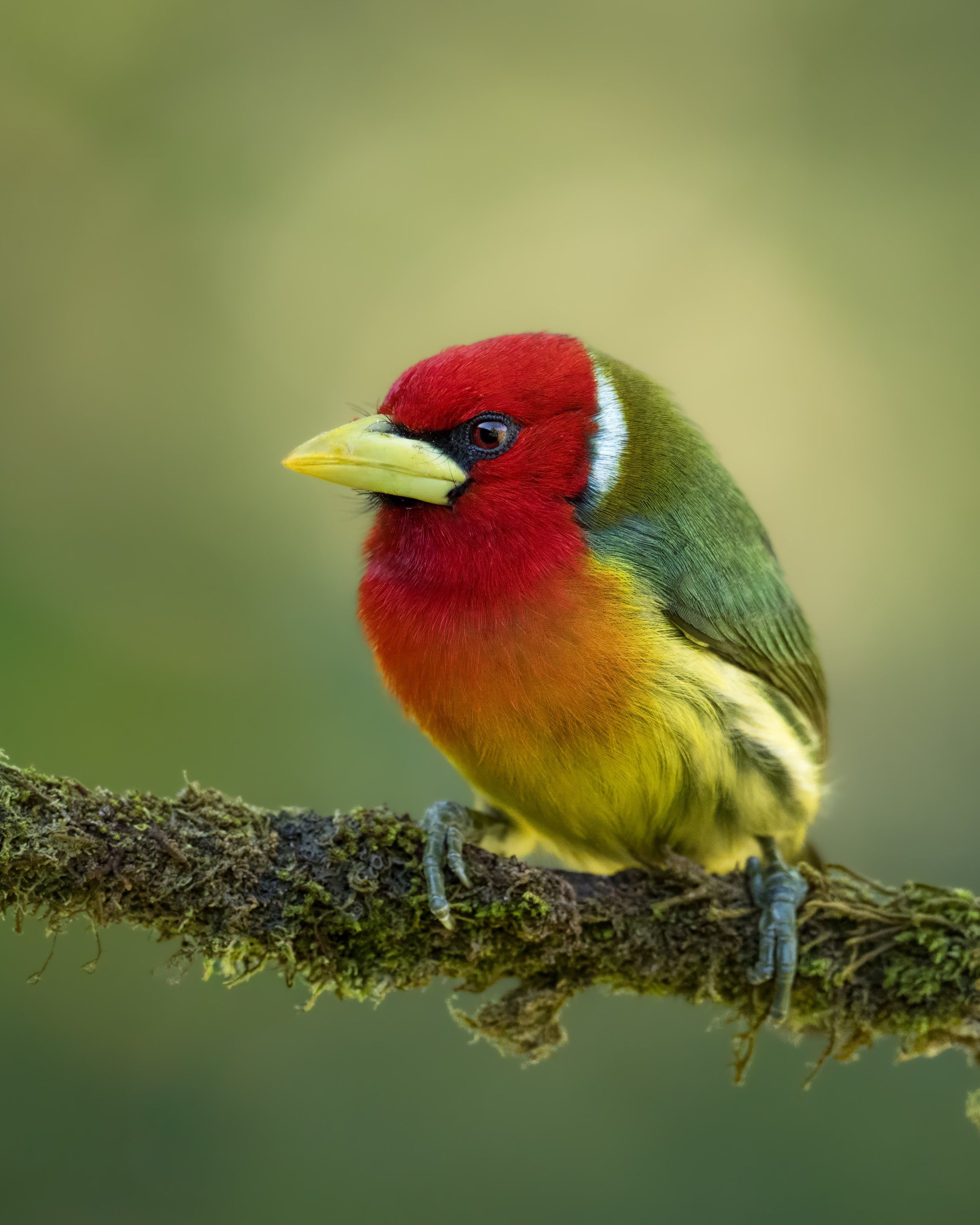 Close-up of a brightly colored bird perched on a mossy branch with a blurred green background.