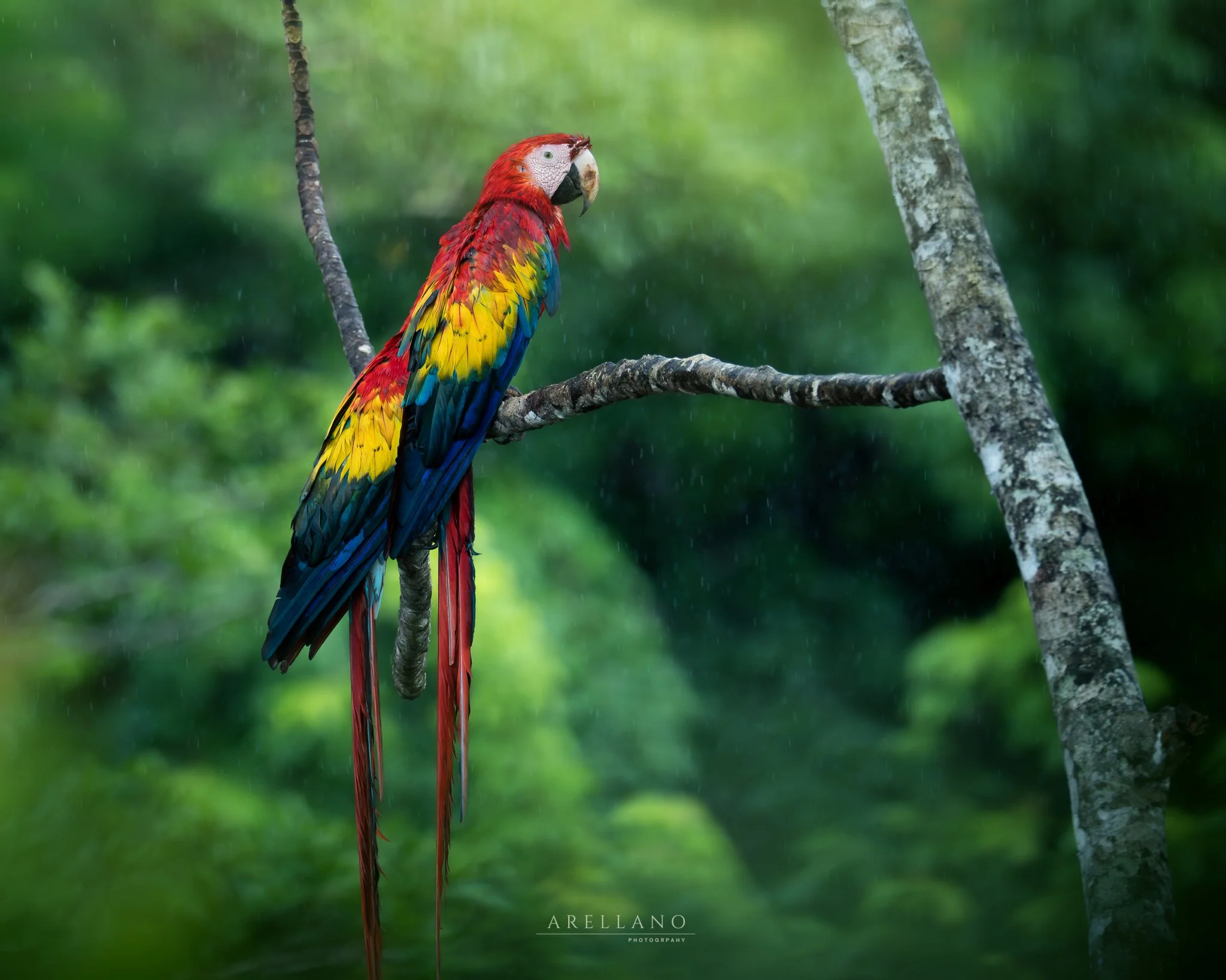 A colorful parrot, with red, yellow, blue, and green feathers, perched on a tree branch in a lush green forest during rain.