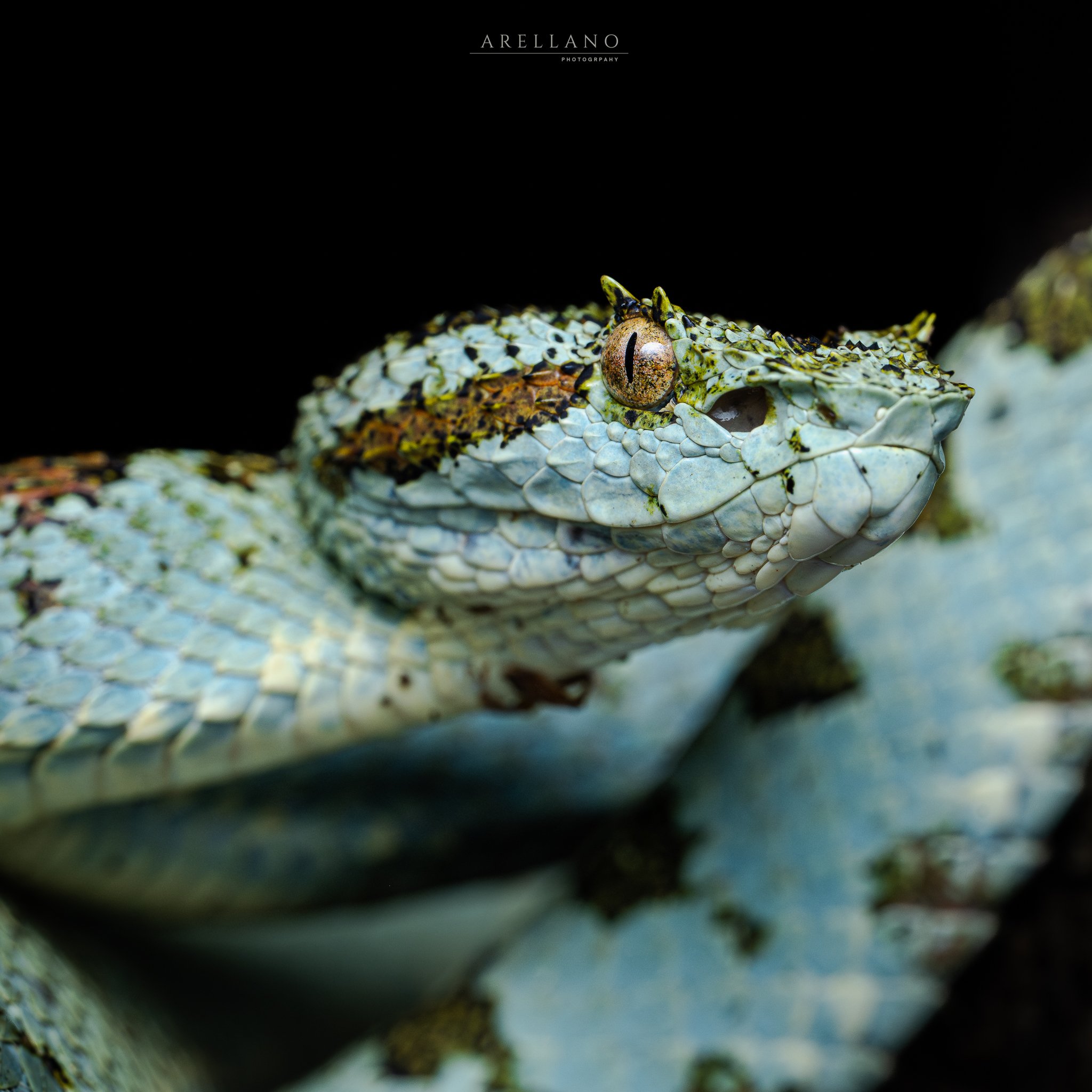 Close-up of a crocodile's head, showing its eye and textured skin with dark and light scales, set against a black background.