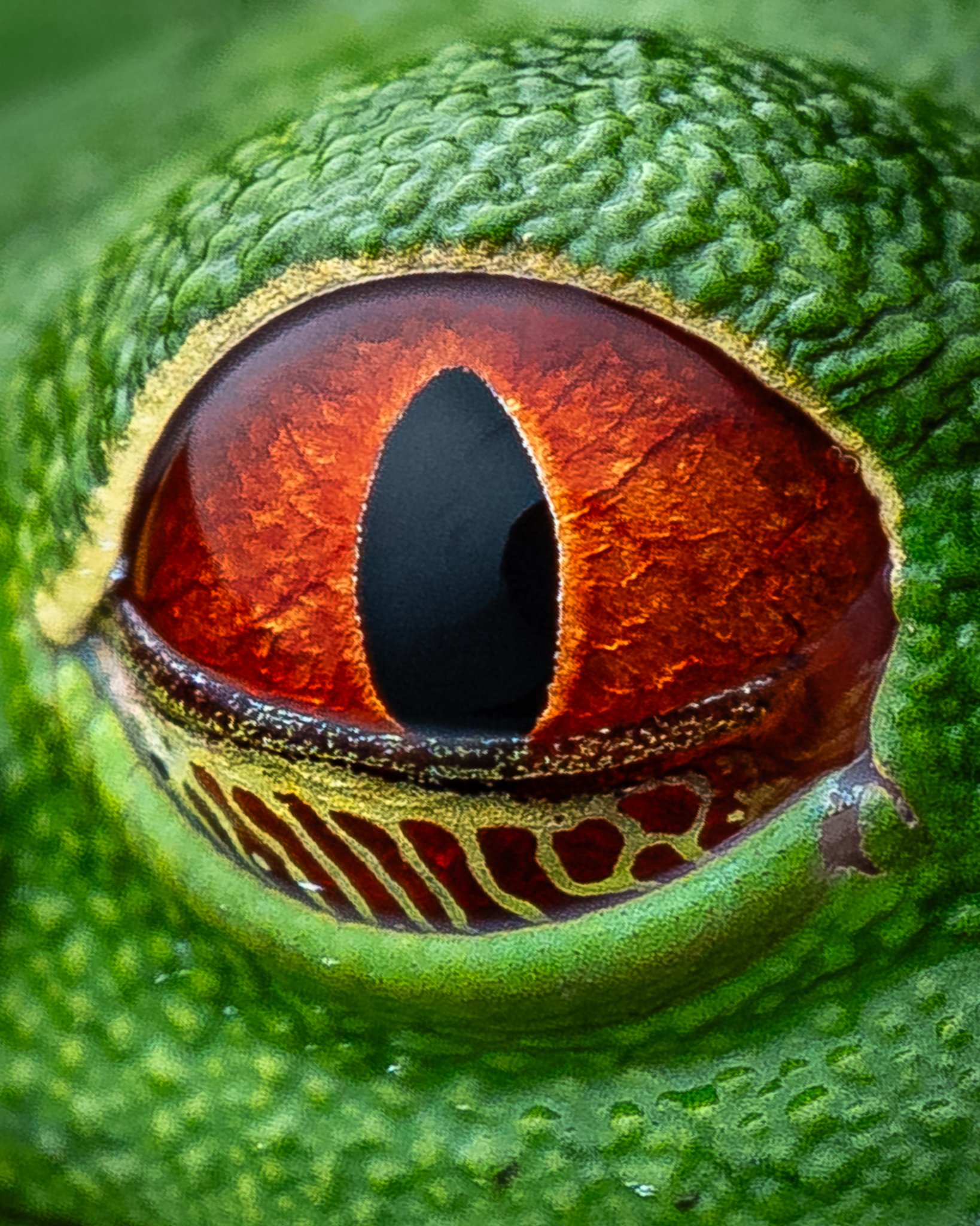 Close-up of a vibrant green lizard's eye with a reddish-orange iris and vertical black pupil, surrounded by textured green skin.