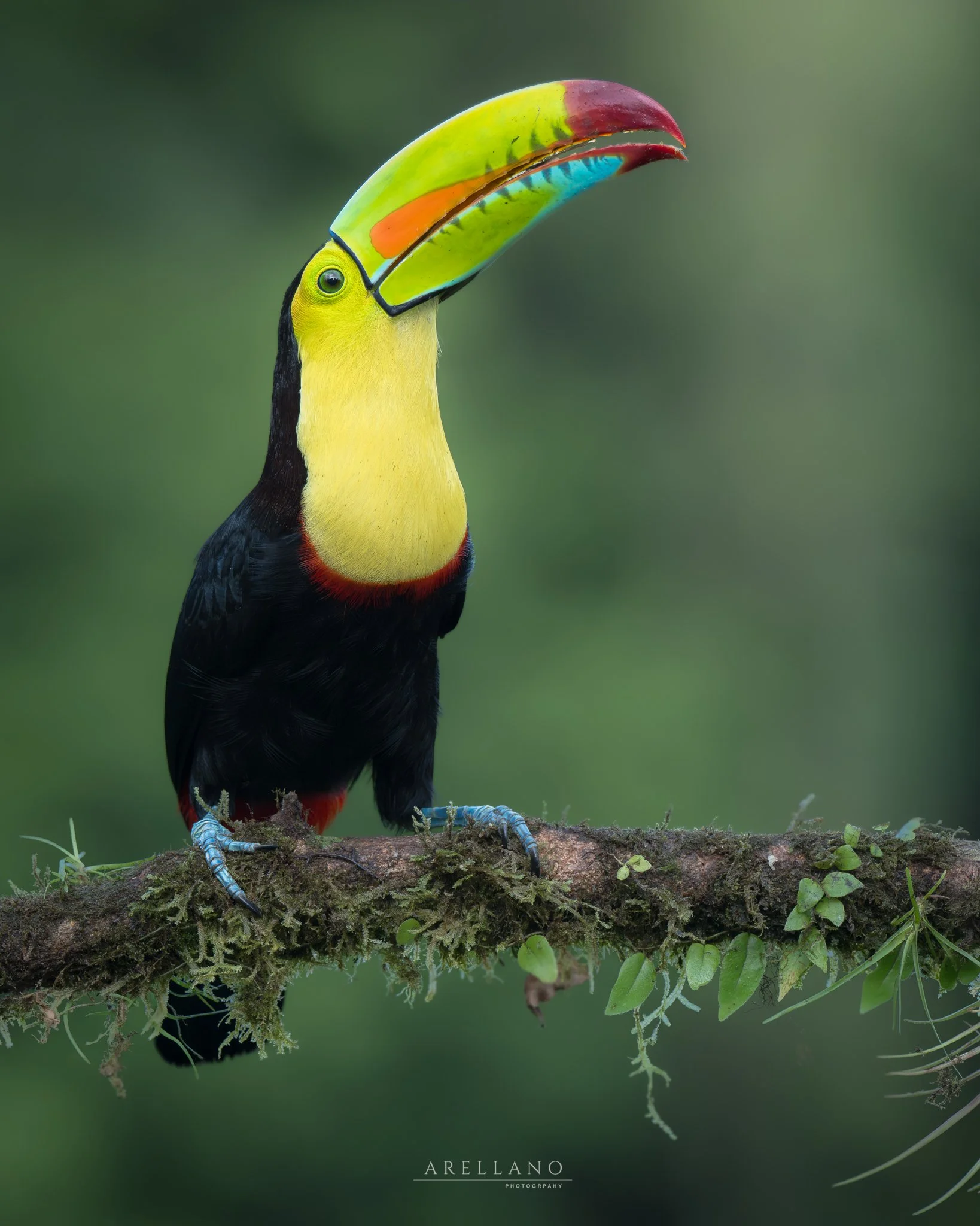 A colorful toucan with a large, vibrant beak perched on a mossy branch.