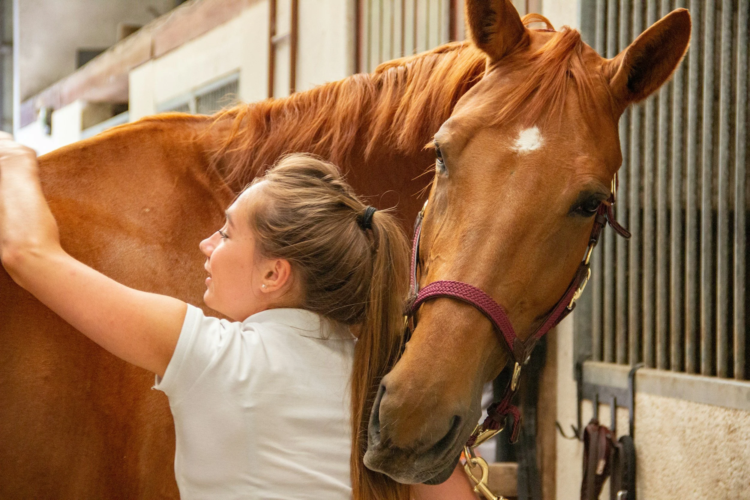 a person petting a horse