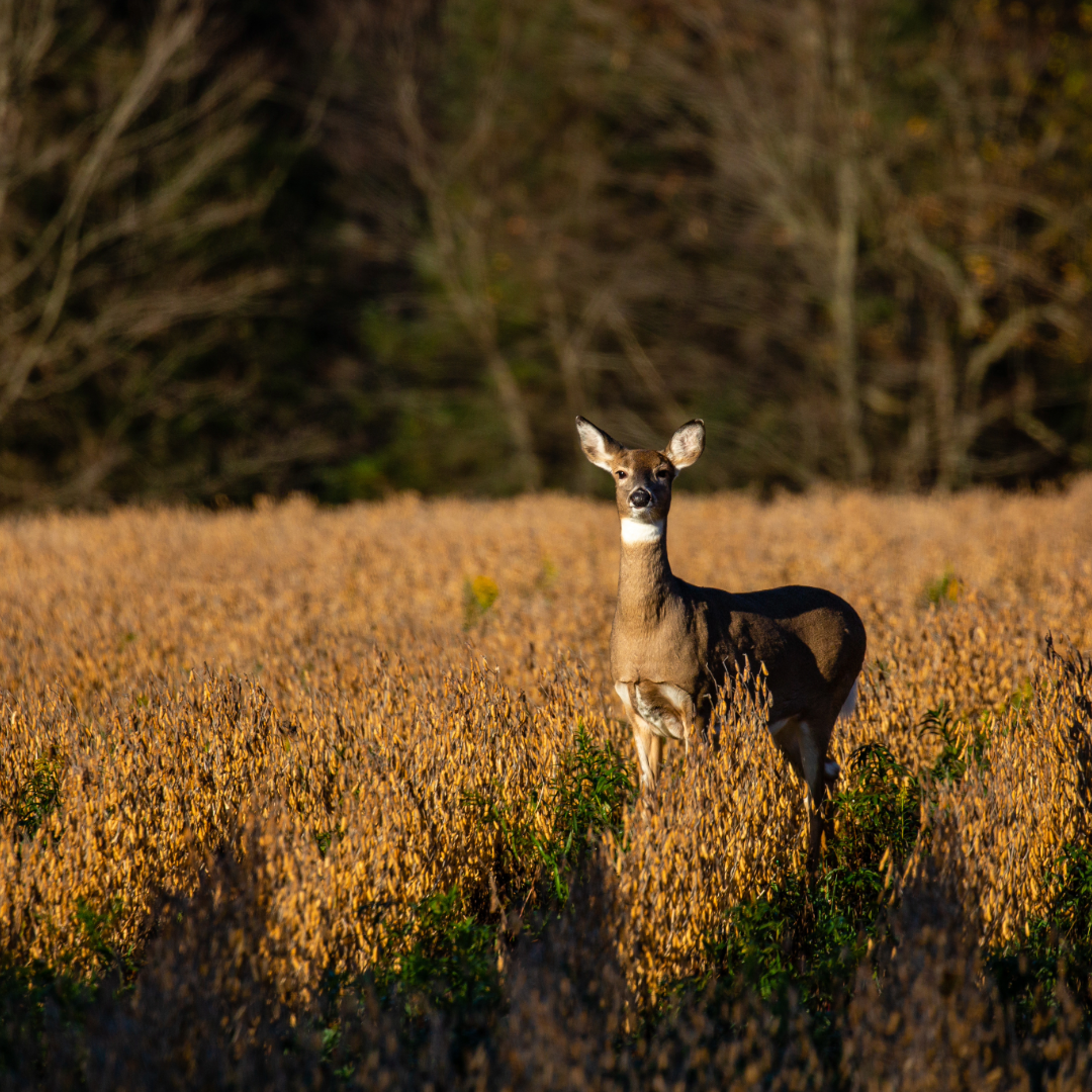 A deer standing in a field of yellowish-brown plants, with a background of trees and a clear sky.