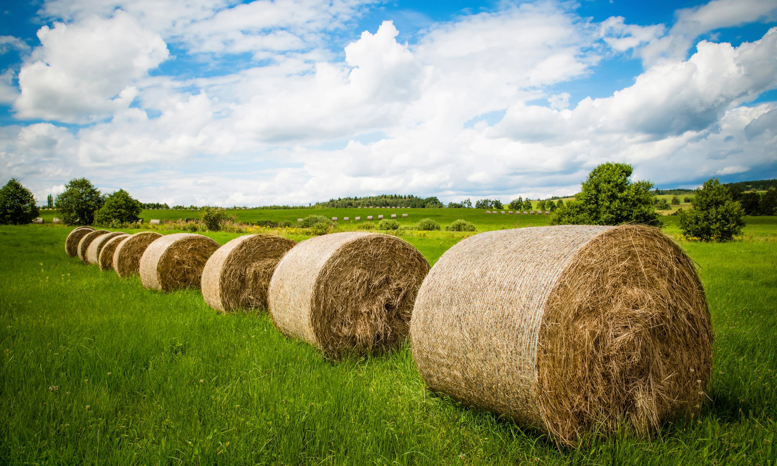 Row of hay bales on a grassy field with trees and a blue sky with clouds in the background.