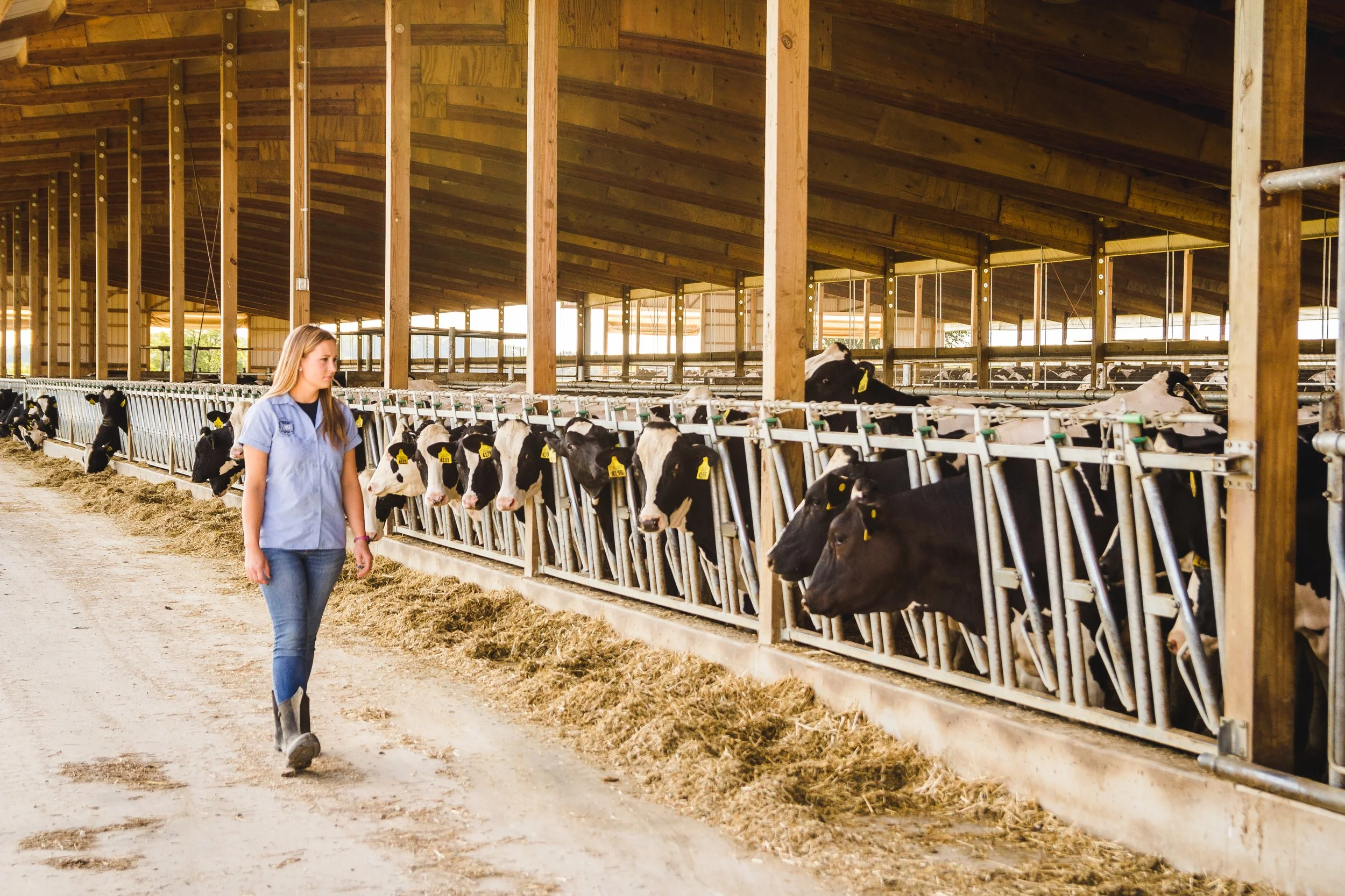 A young woman in a blue shirt walking along a barn aisle with cows feeding at a metal feed trough. The barn is made of wood, and sunlight is shining through the windows.