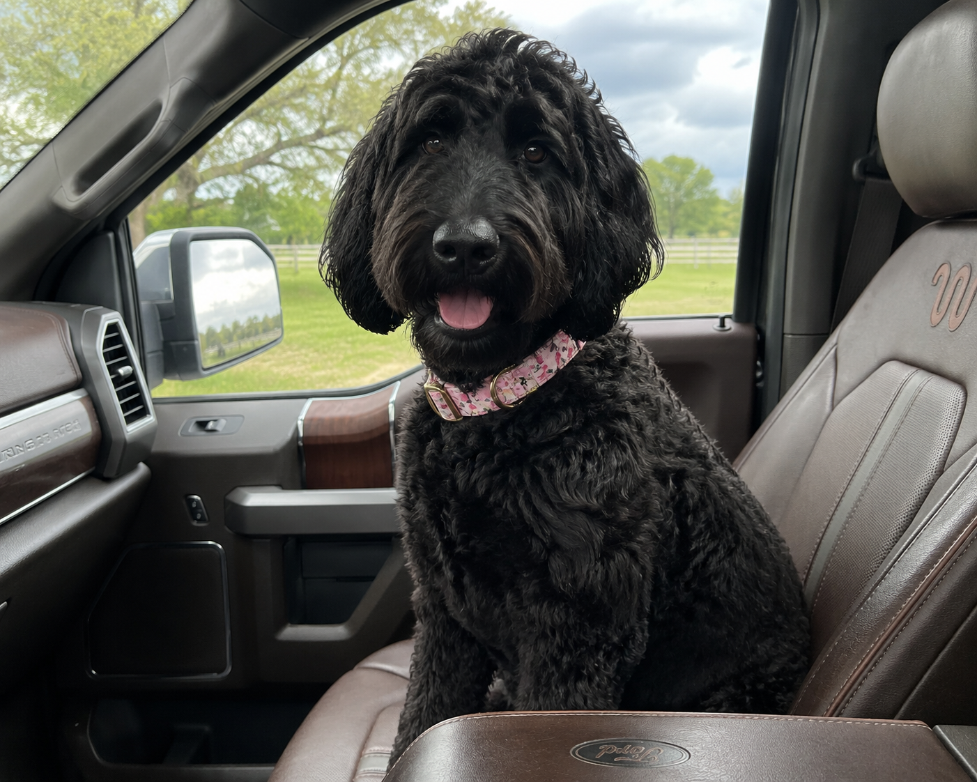 A black furry dog with a pink collar sitting inside a vehicle, looking at the camera with an open mouth, with a background of green trees and cloudy sky outside the vehicle window.