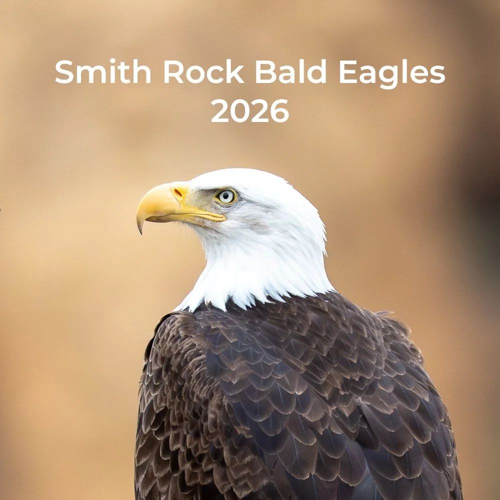 In Progress: Smith Rock Bald Eagles, 2026