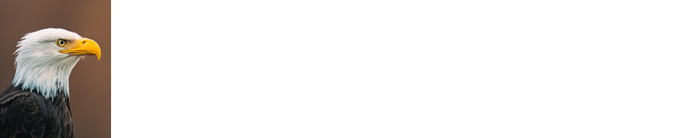 LukeWildlife.com | Central Oregon Wildlife Photography