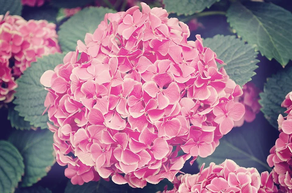 gallery+floral+betakanim+w.jpg