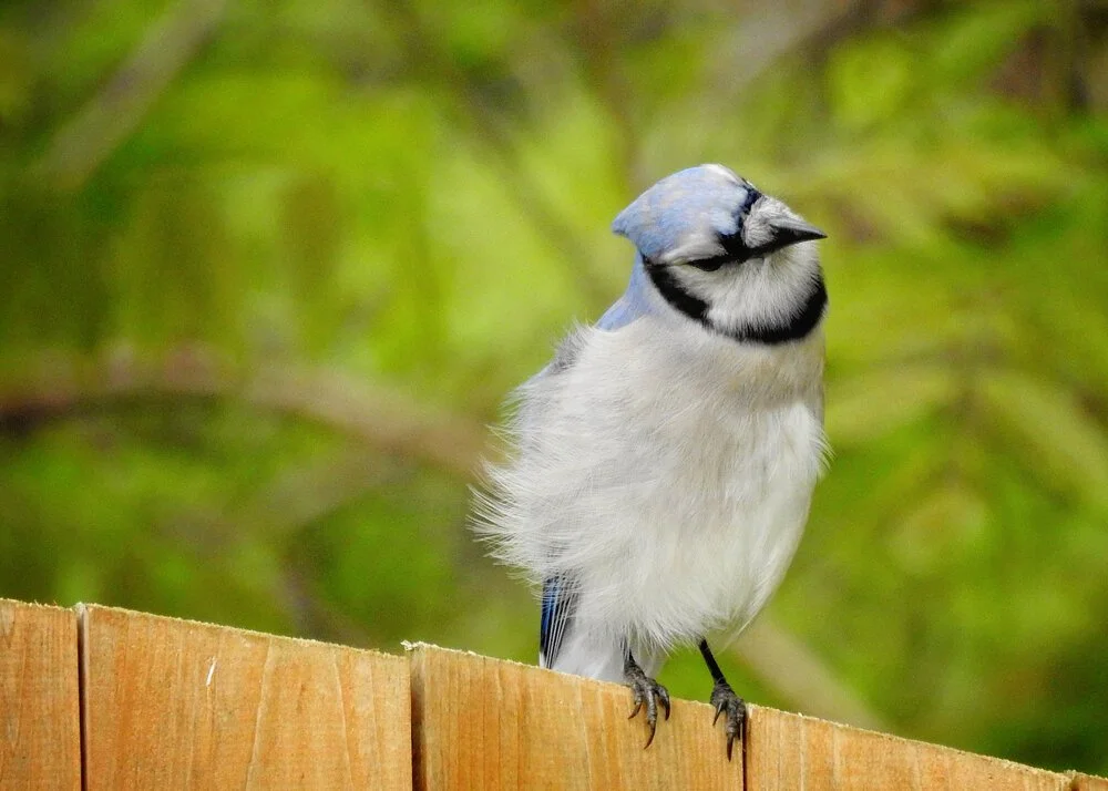 Bluejay+3+May+2020.jpg