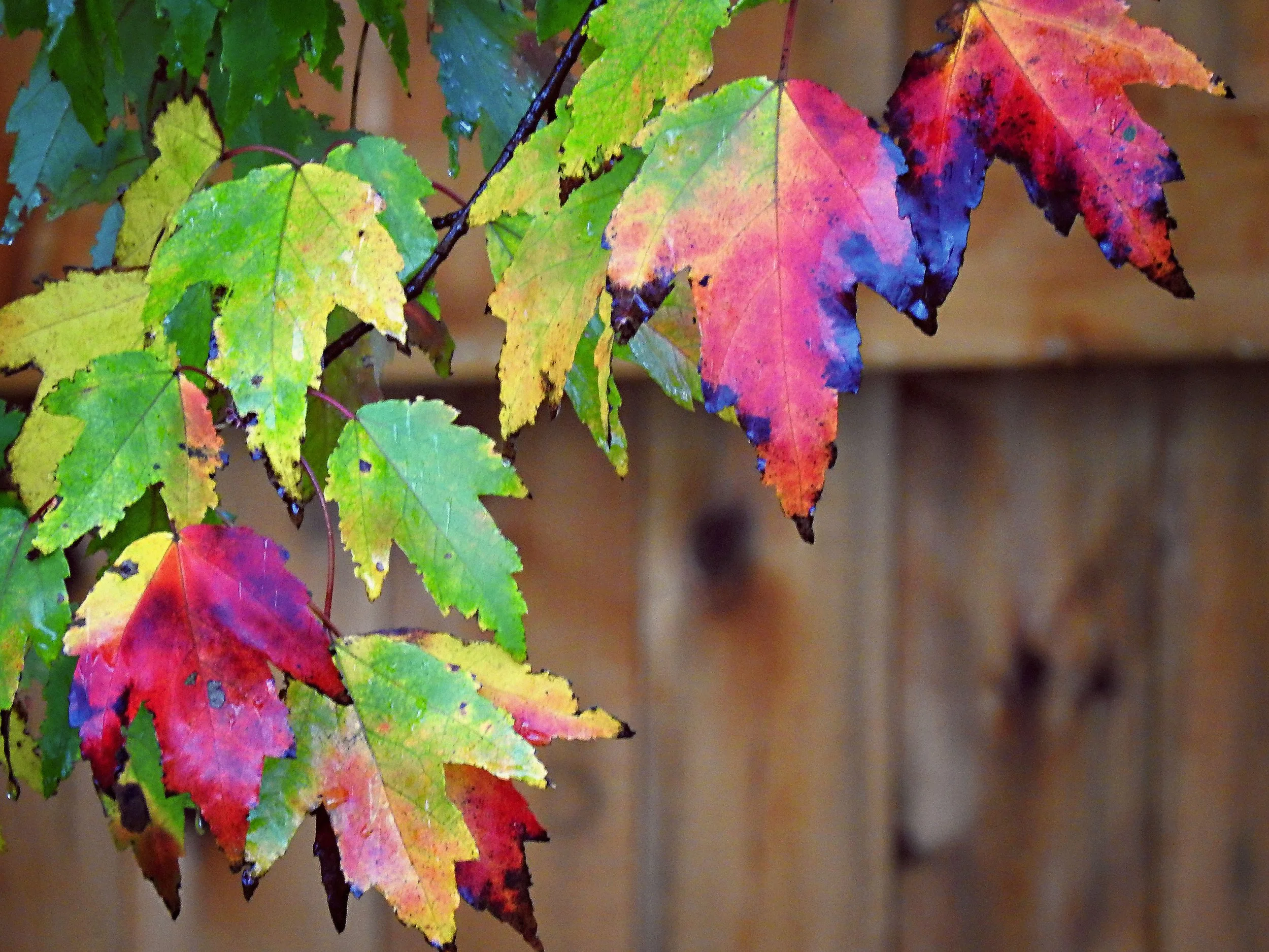 11 06 18_0289 copy.jpg