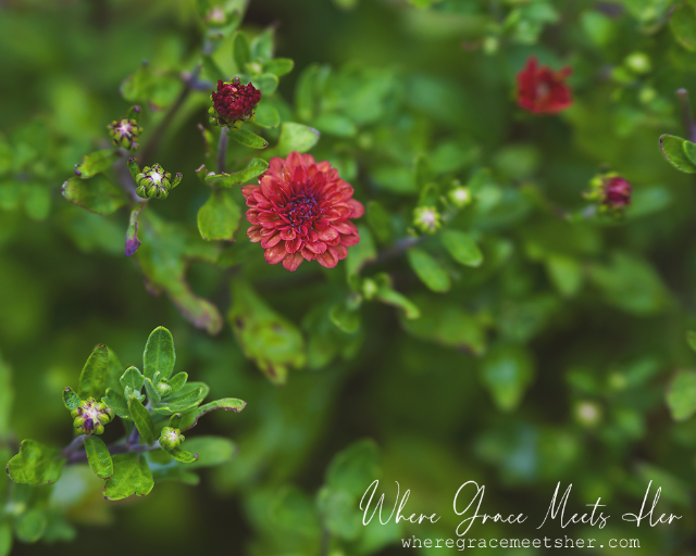 Saturday’s Blooms