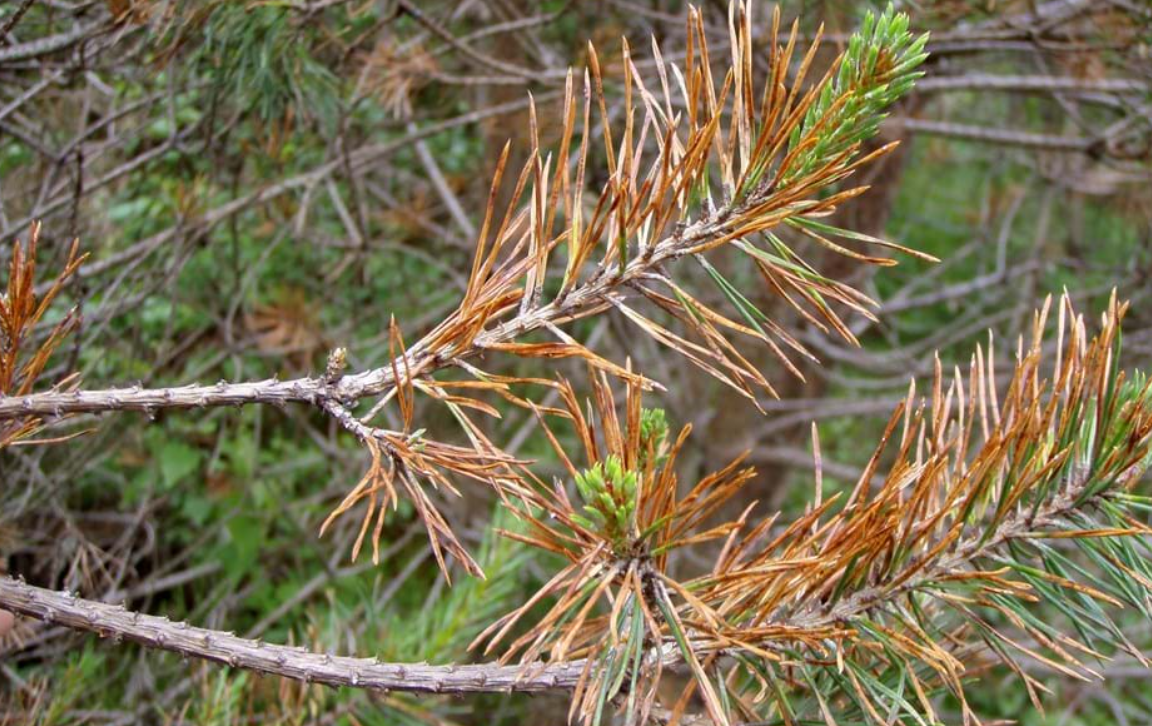 Dothistroma Needle Blight: The Quiet Threat to our  Pine Forests