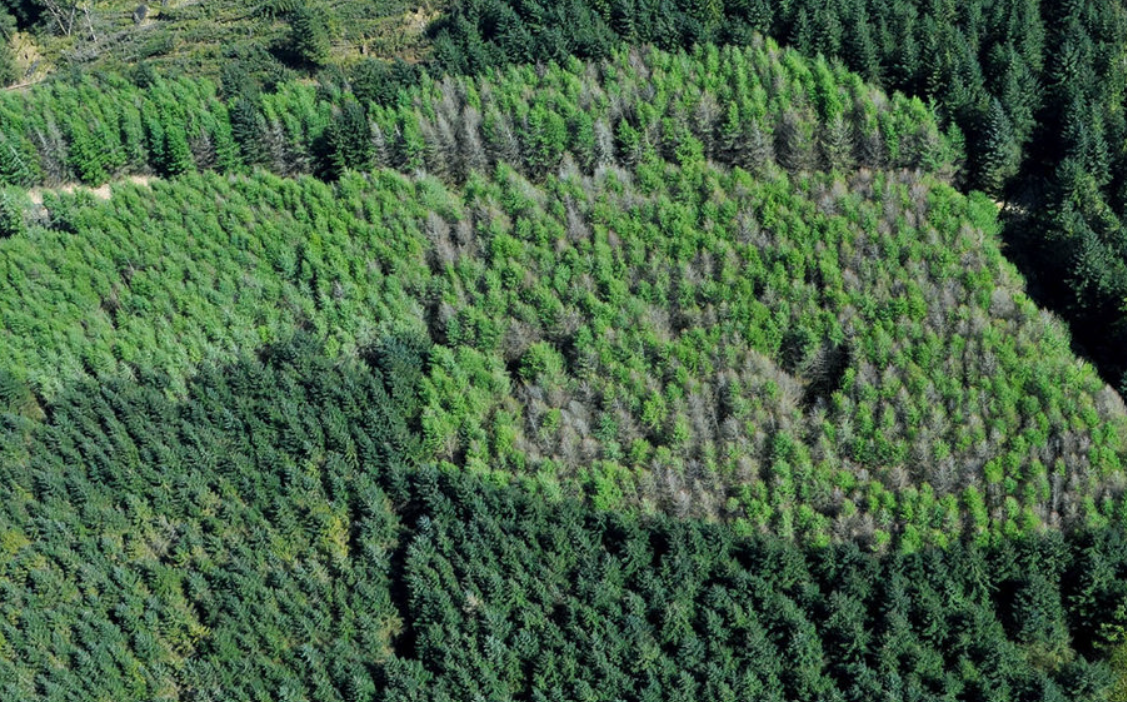Phytophthora on the Estate: Why Rapid Triage Saves Tens of Thousands