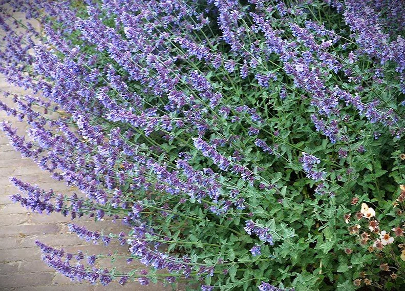 The Faithful Five: Unsung Hero Perennials That Deliver in Scottish Gardens