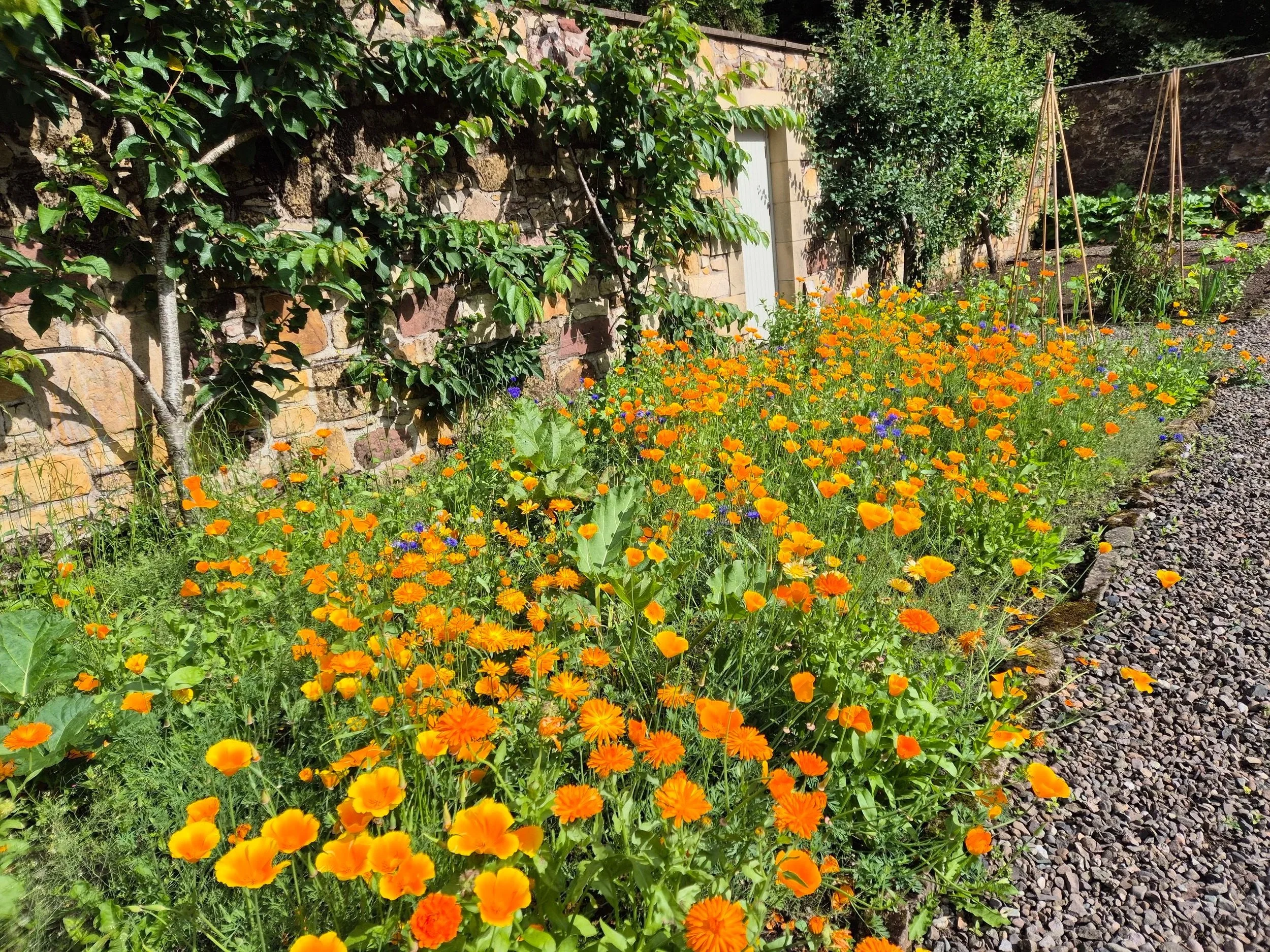 A garden scene with colorful orange and purple flowers along a stone wall, with a white door and green foliage in the background.