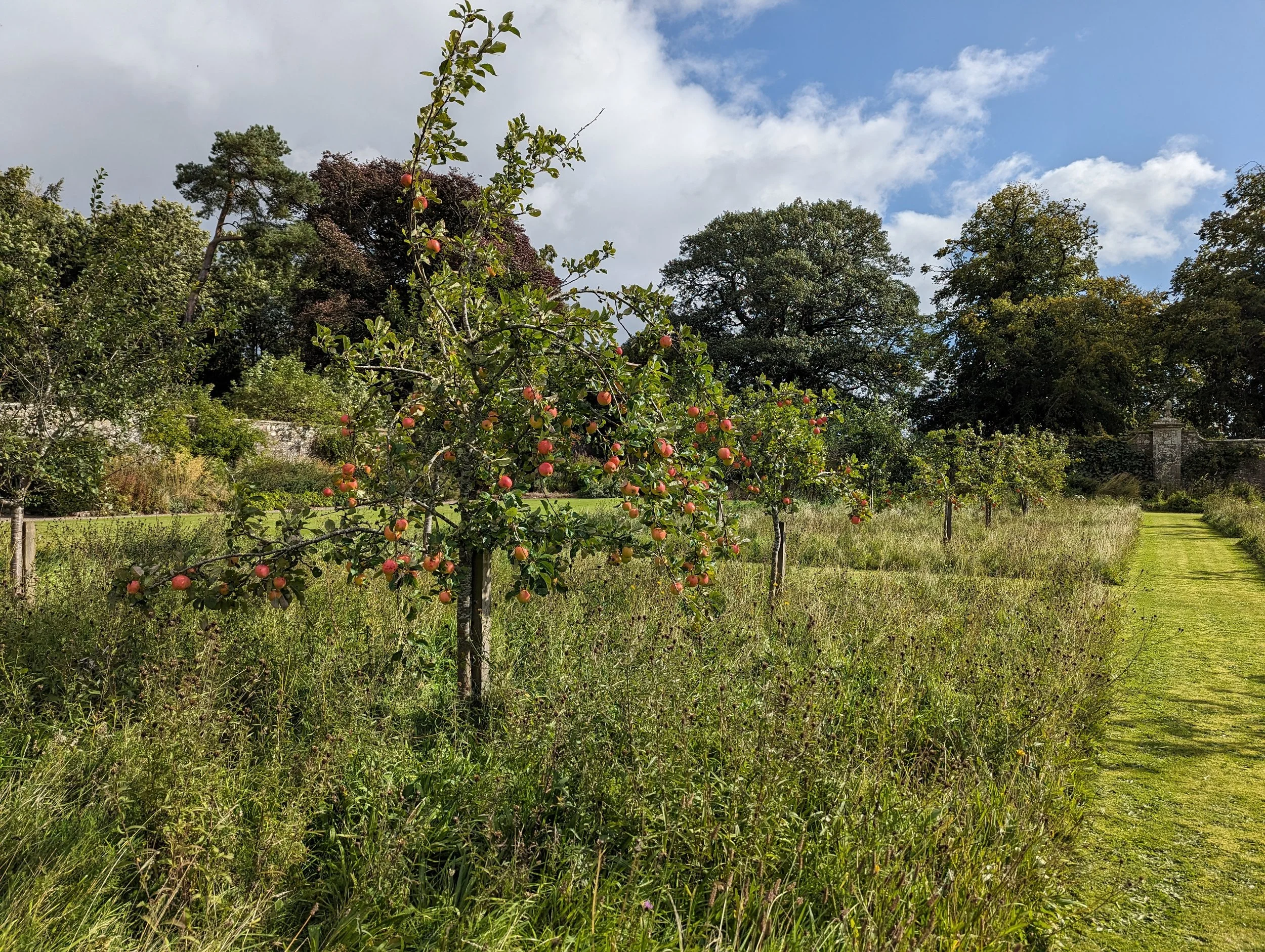 A garden with an apple tree laden with ripe apples, a grassy pathway, and tall trees in the background under a partly cloudy sky.