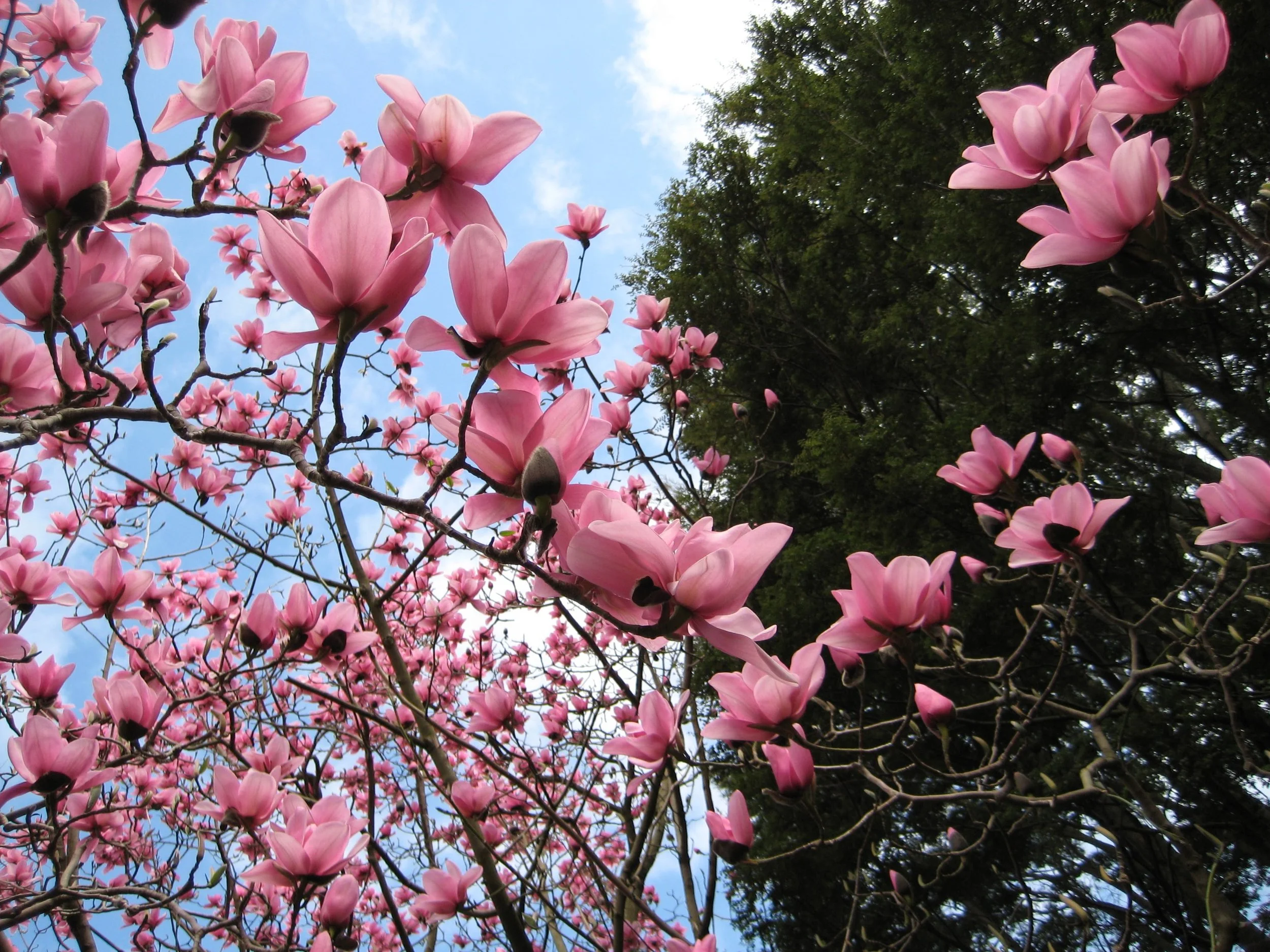 Pink magnolia flowers blooming on branches with a background of blue sky and open clouds, and green trees.