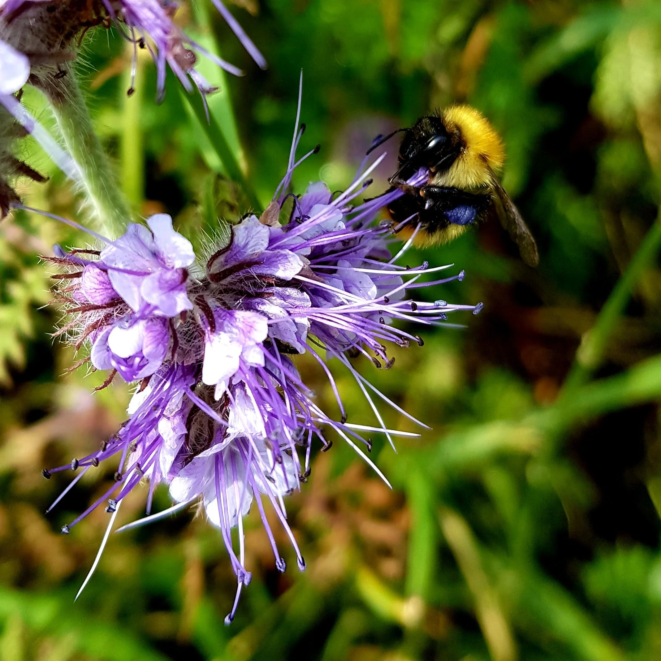 A close-up of a bumblebee with yellow and black fur on a purple flower with long petals and delicate filaments, surrounded by green foliage.