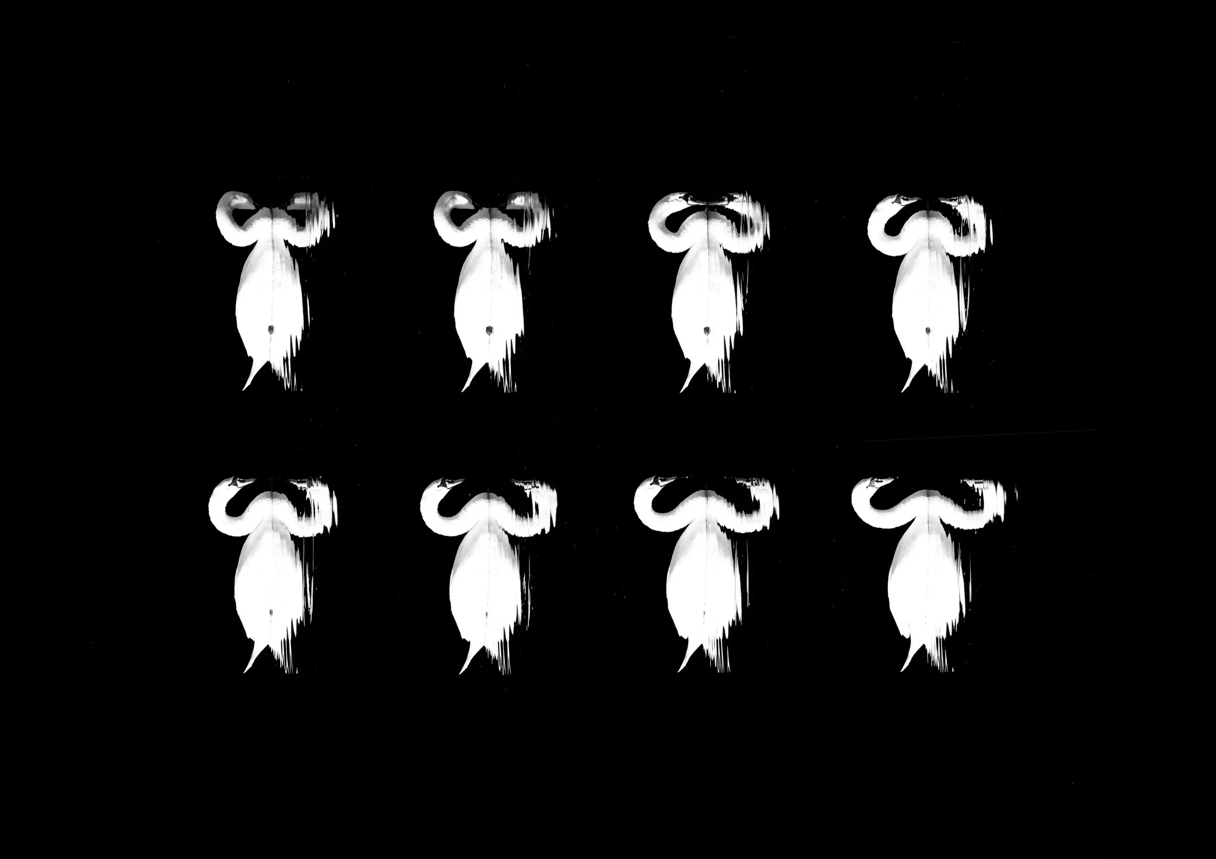 swan copy.jpg