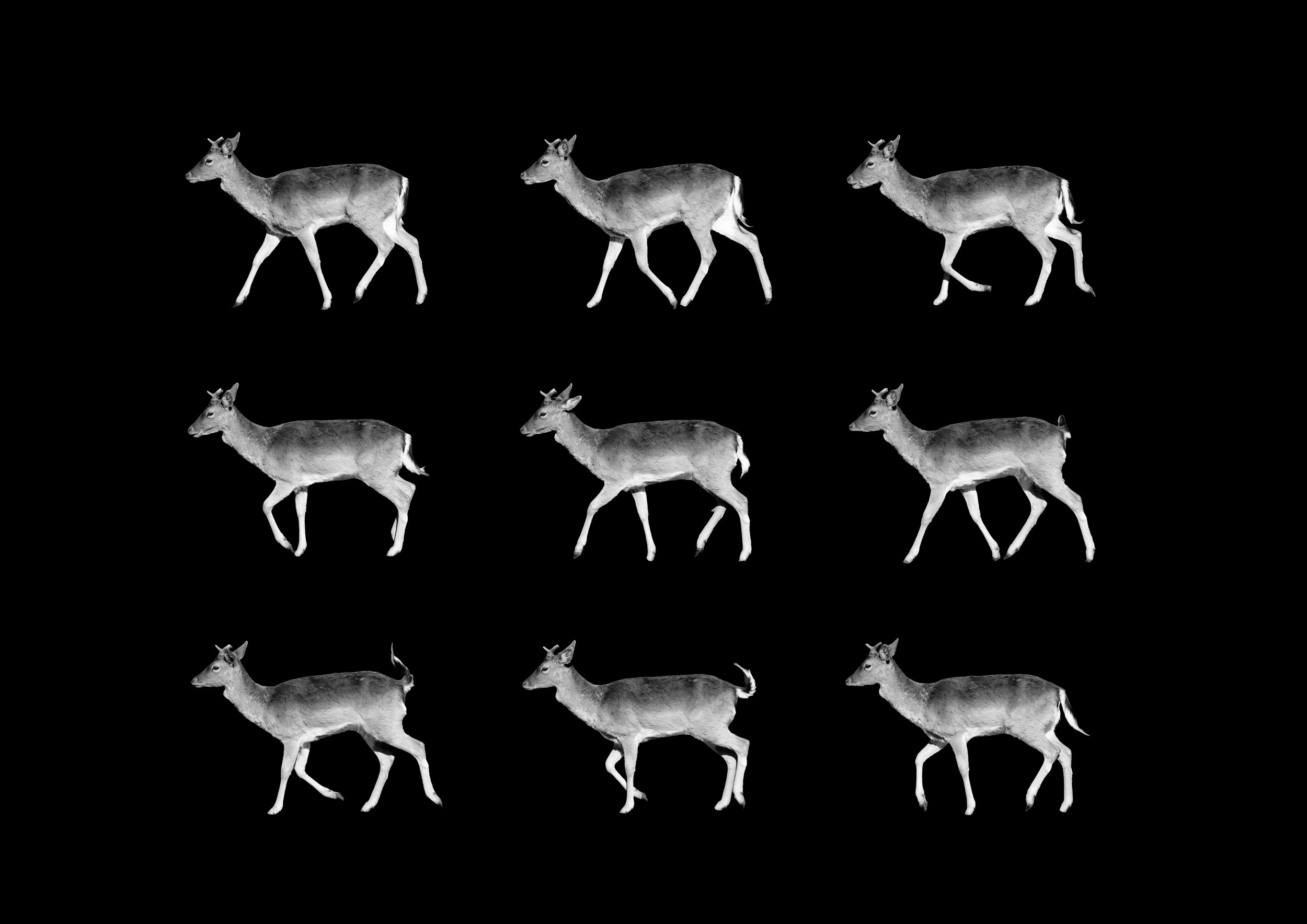 deer.jpg