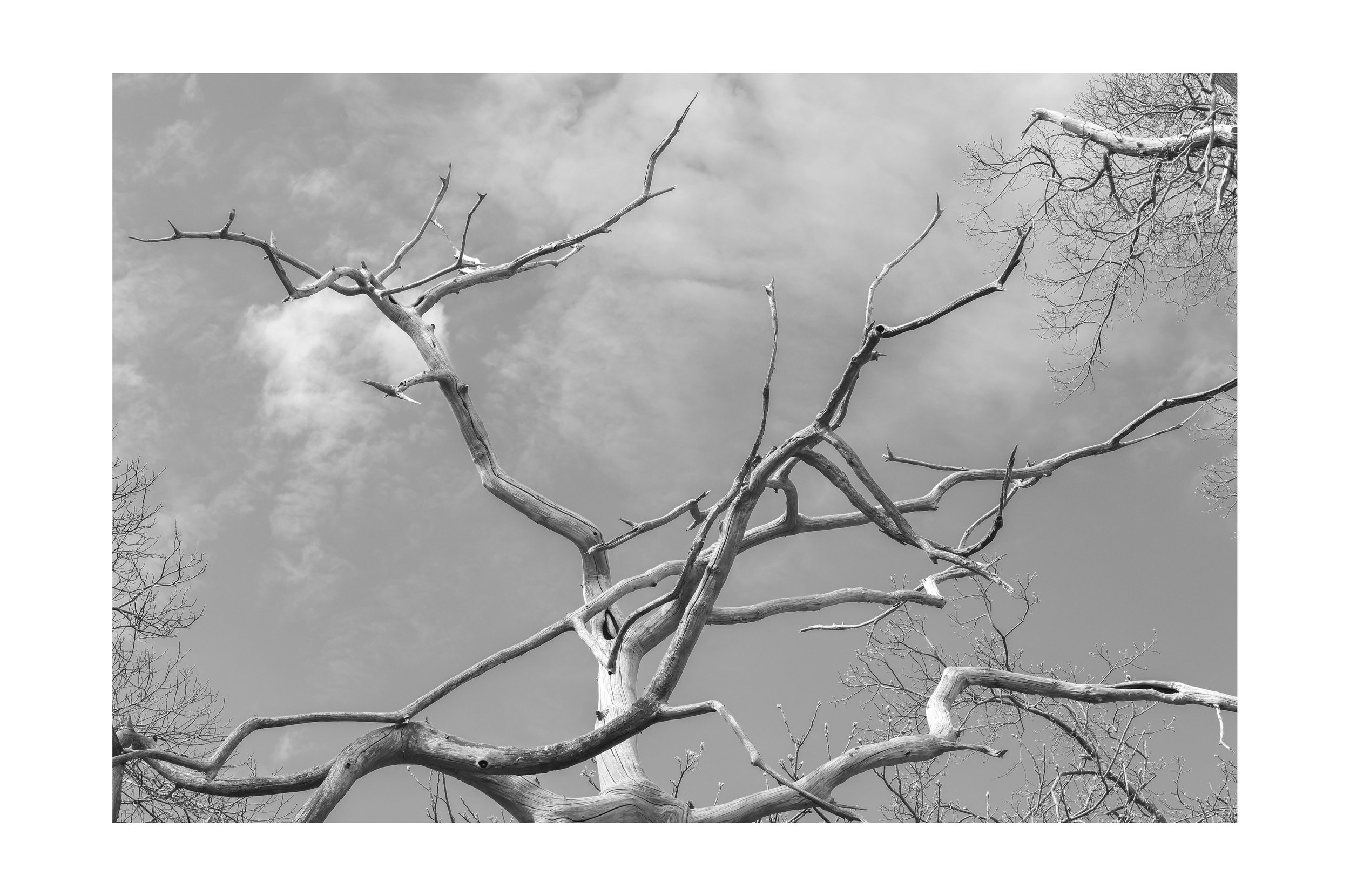 0N2A9835 copy 2.jpg