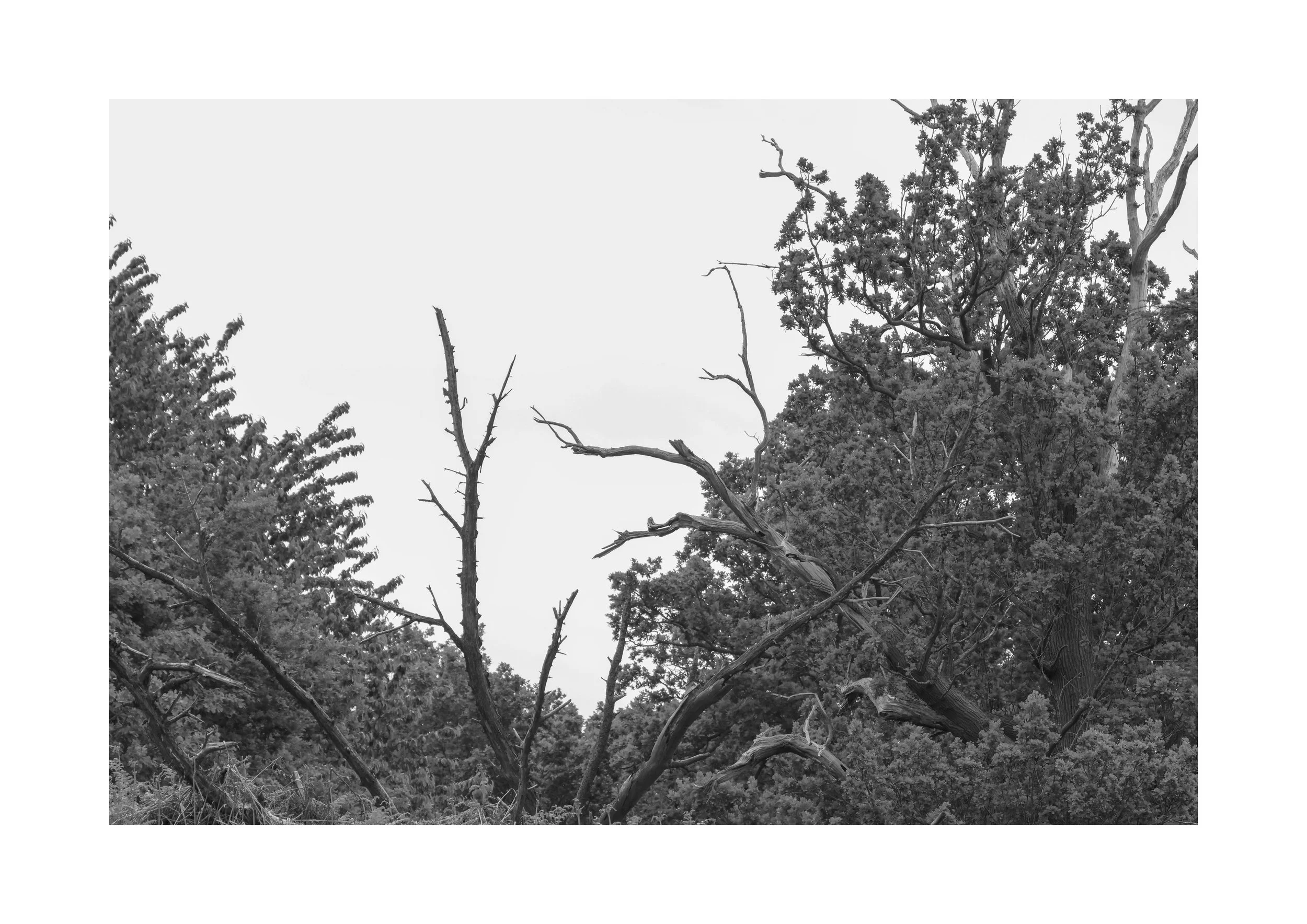 0N2A4869 copy.jpg