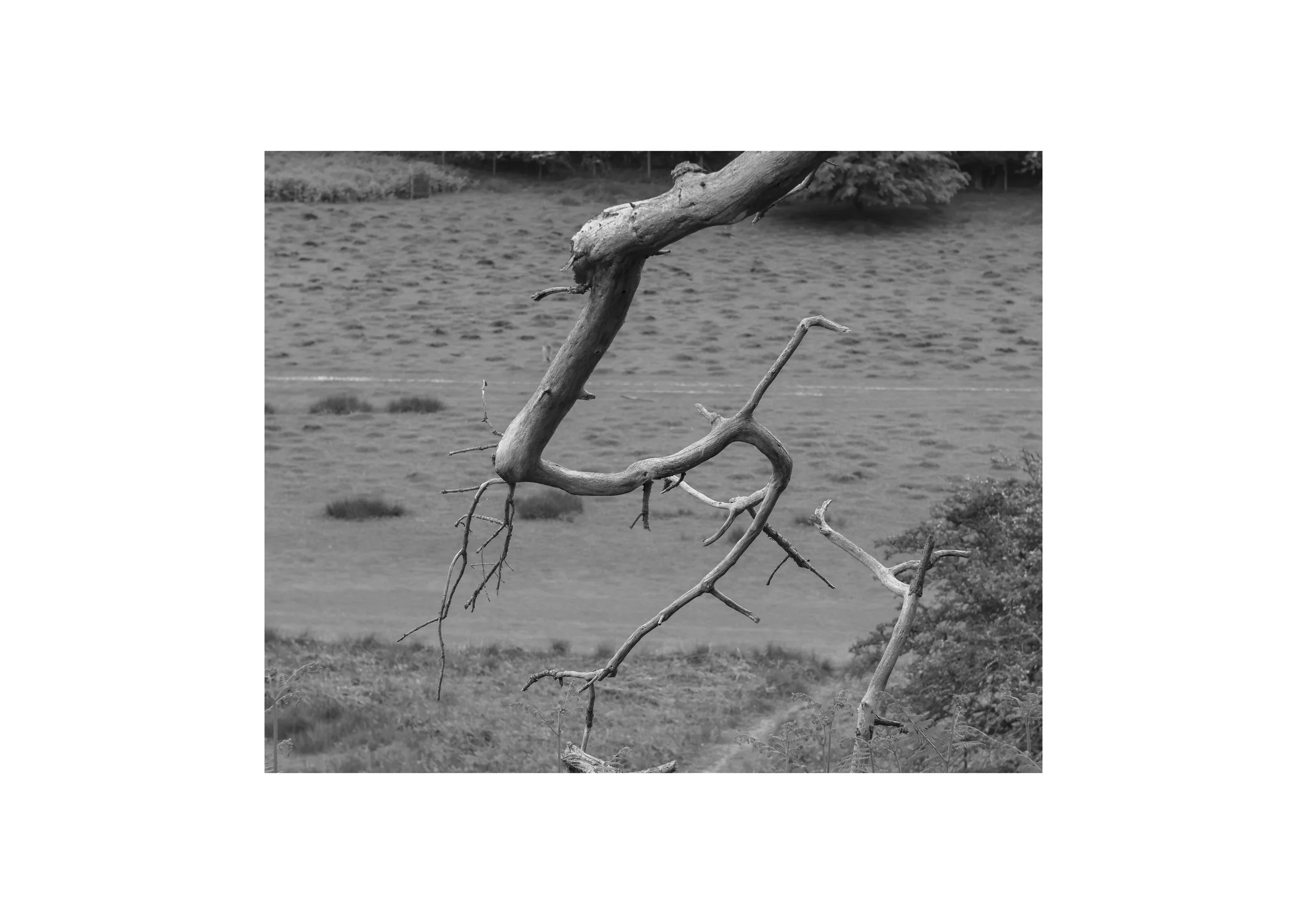 0N2A4307 copy.jpg