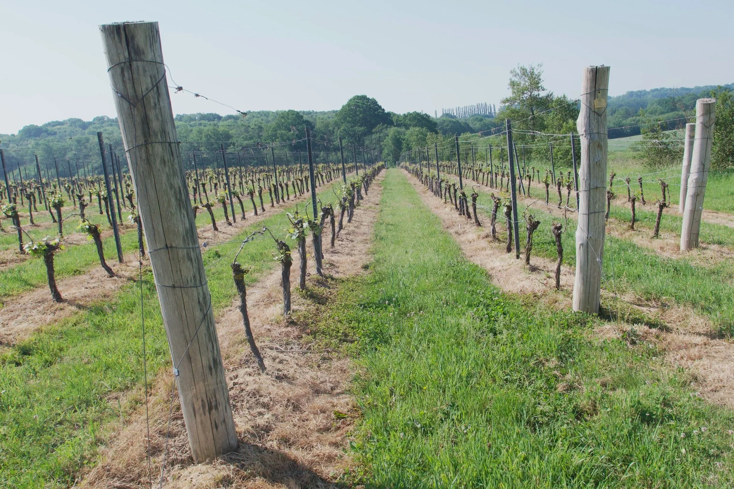 Vineyard with rows of grapevines supported by wooden posts and wire trellises, with a grassy path in the middle and lush green hills in the background.