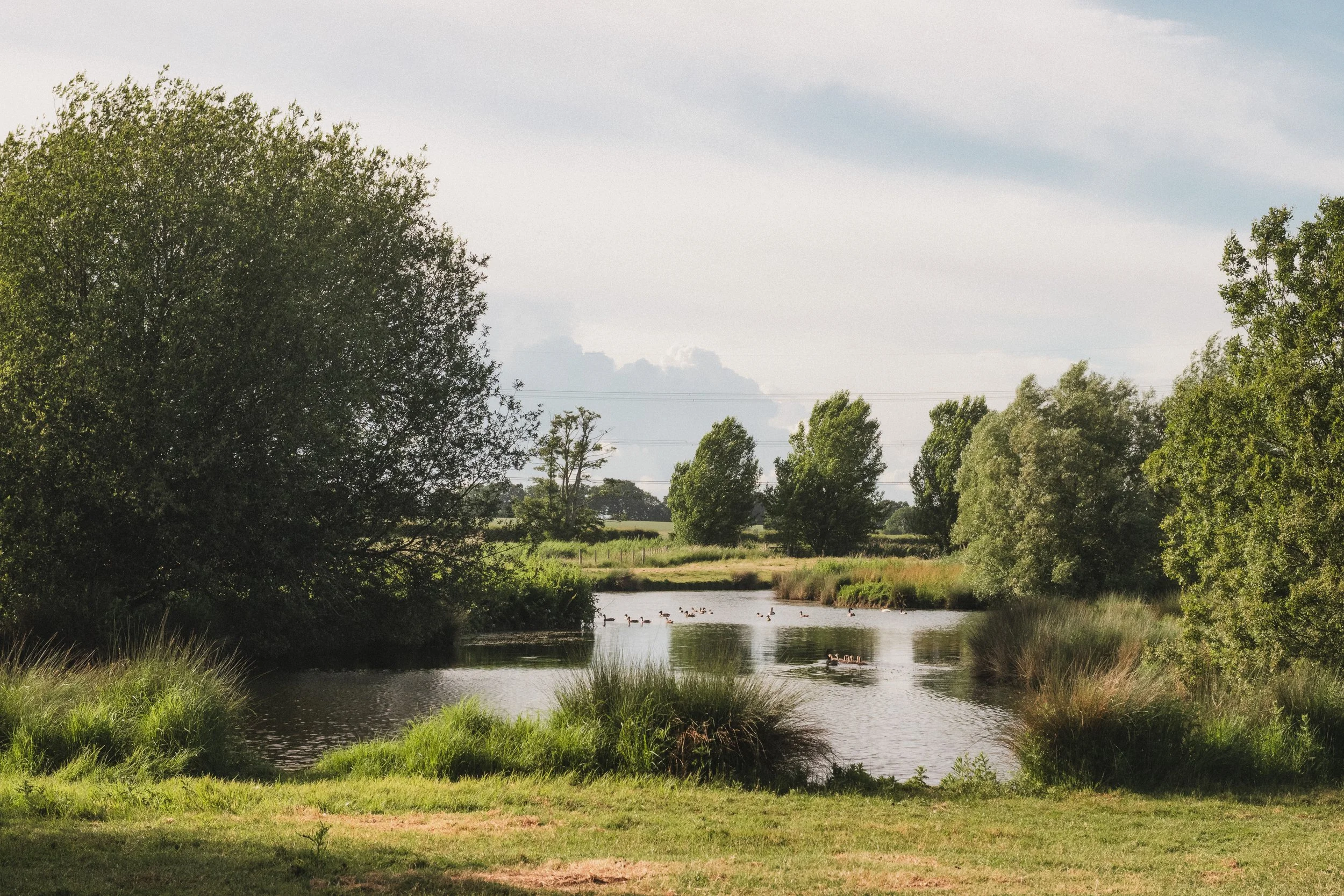 A peaceful scene of a pond surrounded by lush green trees and grass, with ducks swimming on the water and a mostly cloudy sky overhead.