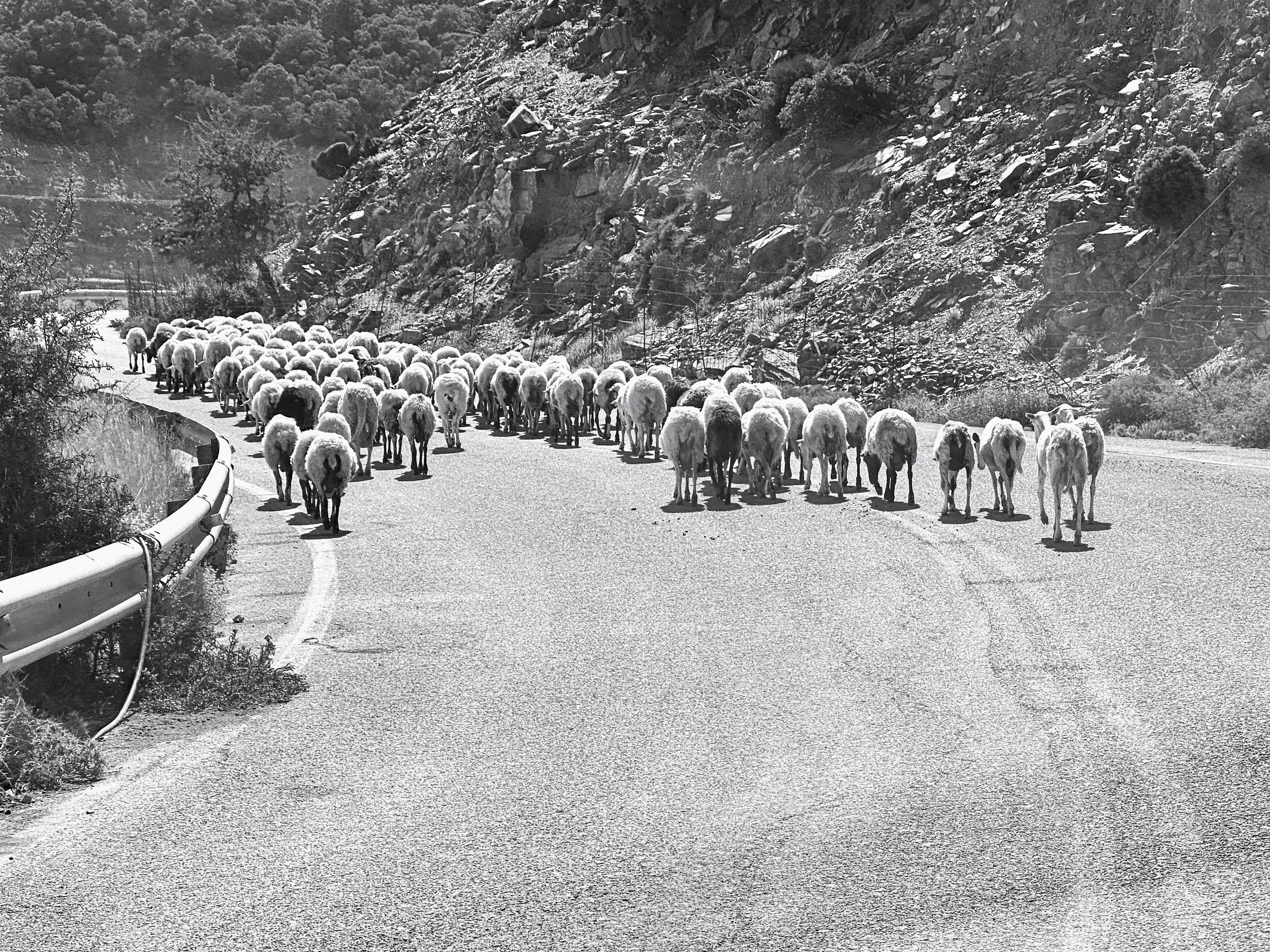 Flock | Crete | 2024