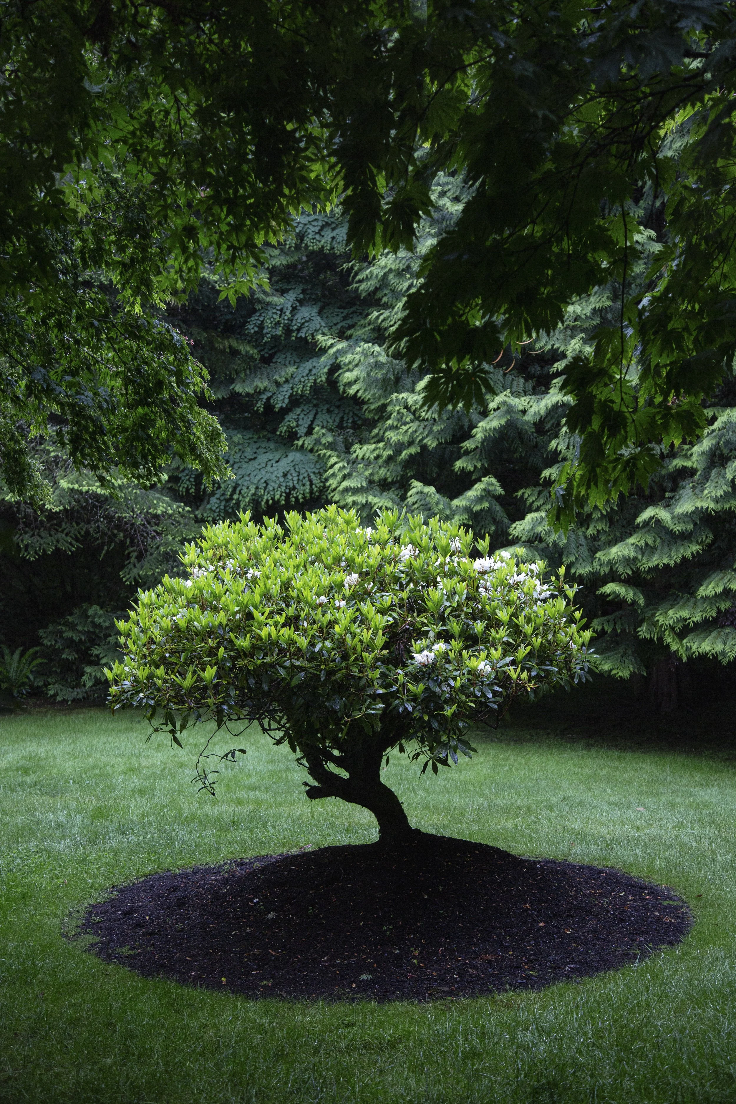 Singular | Whidbey Island | 2020