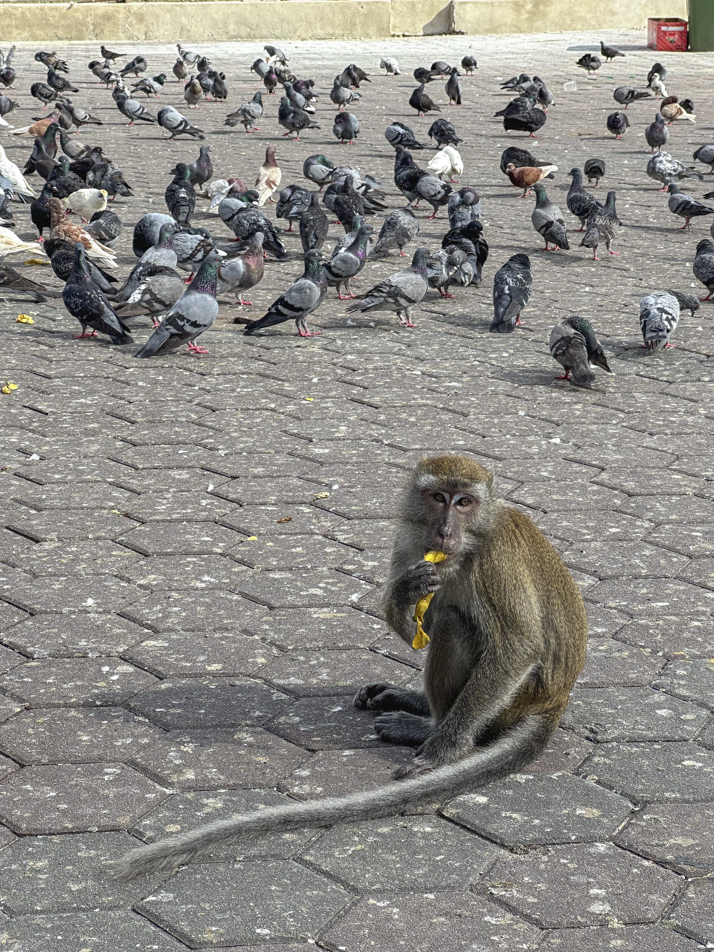 Snack | Malaysia | 2023