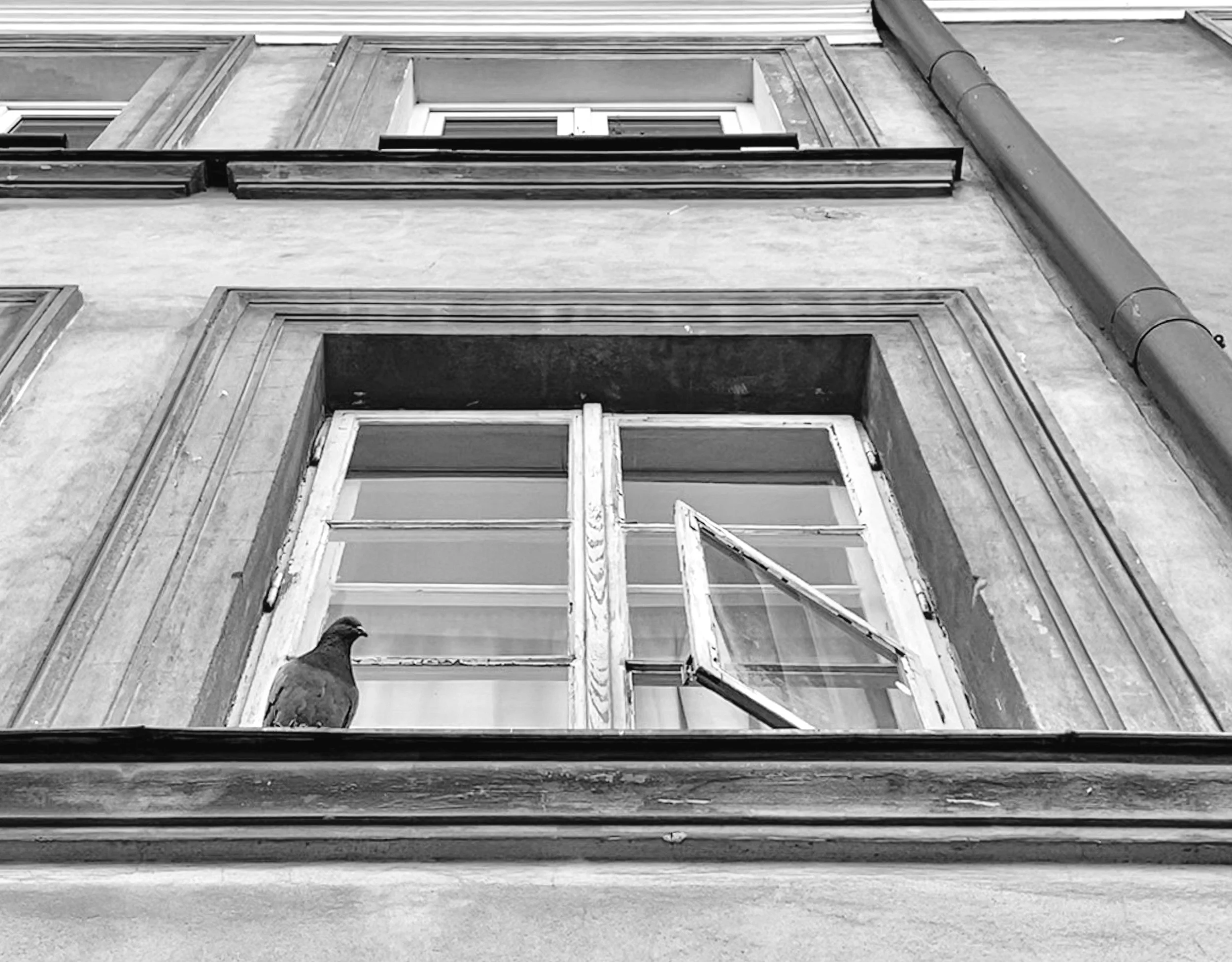 Pigeon perched on a weathered window sill of a historic building, Warsaw, Poland, 2019. Black and white architectural photography by Aidan Martin