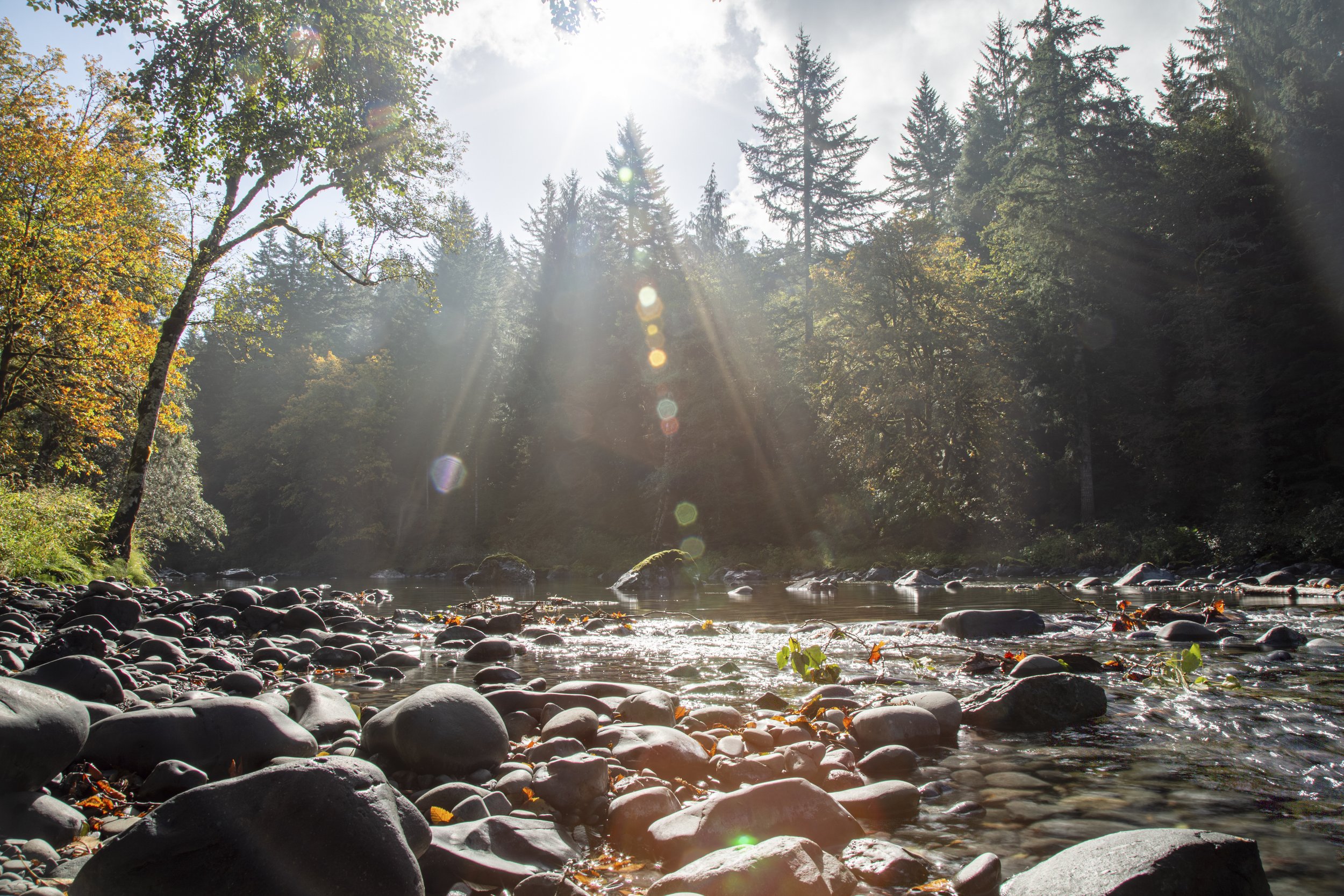 Up a Creek | Forks | 2016