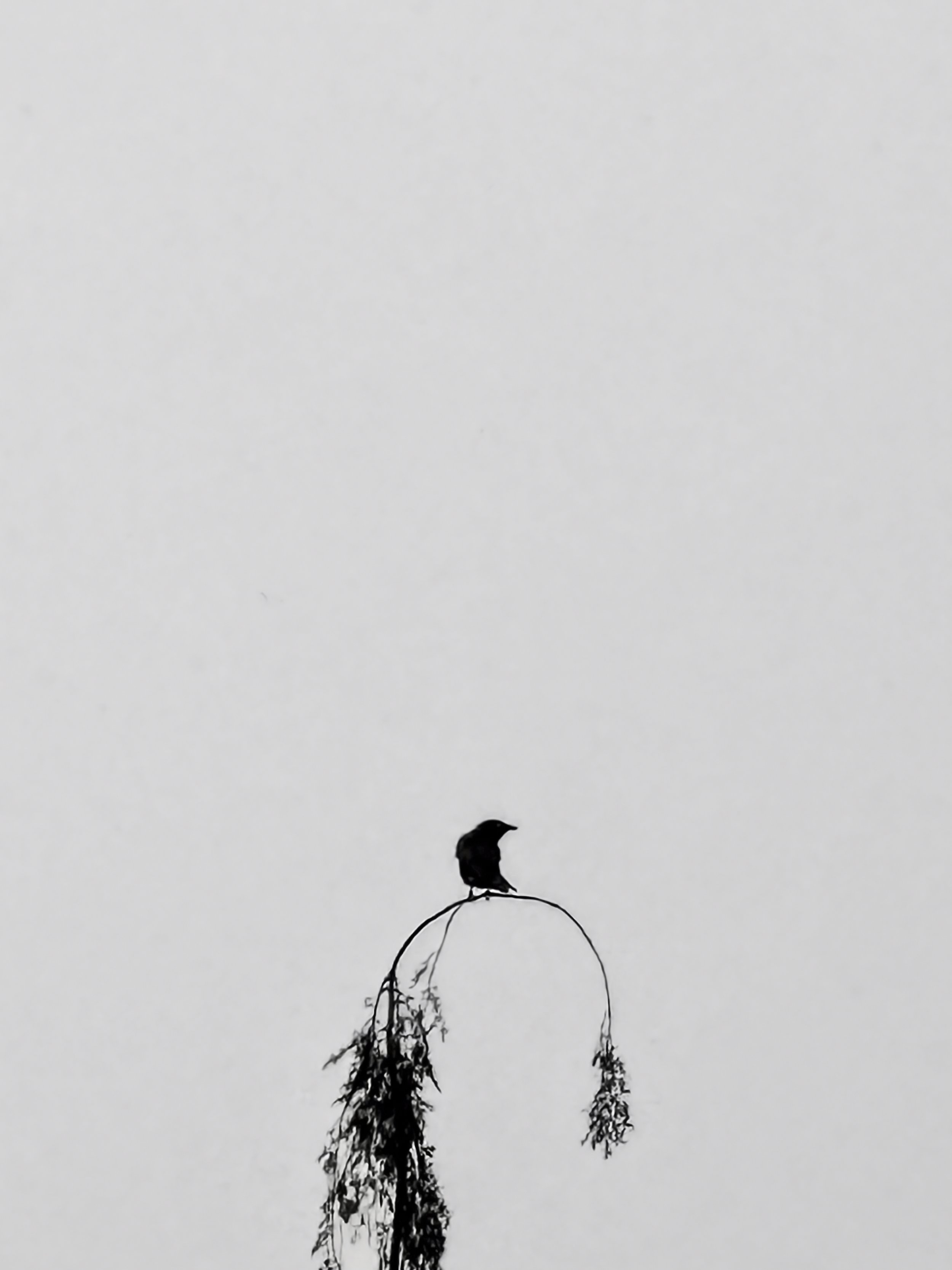 Perched | Seattle | 2025