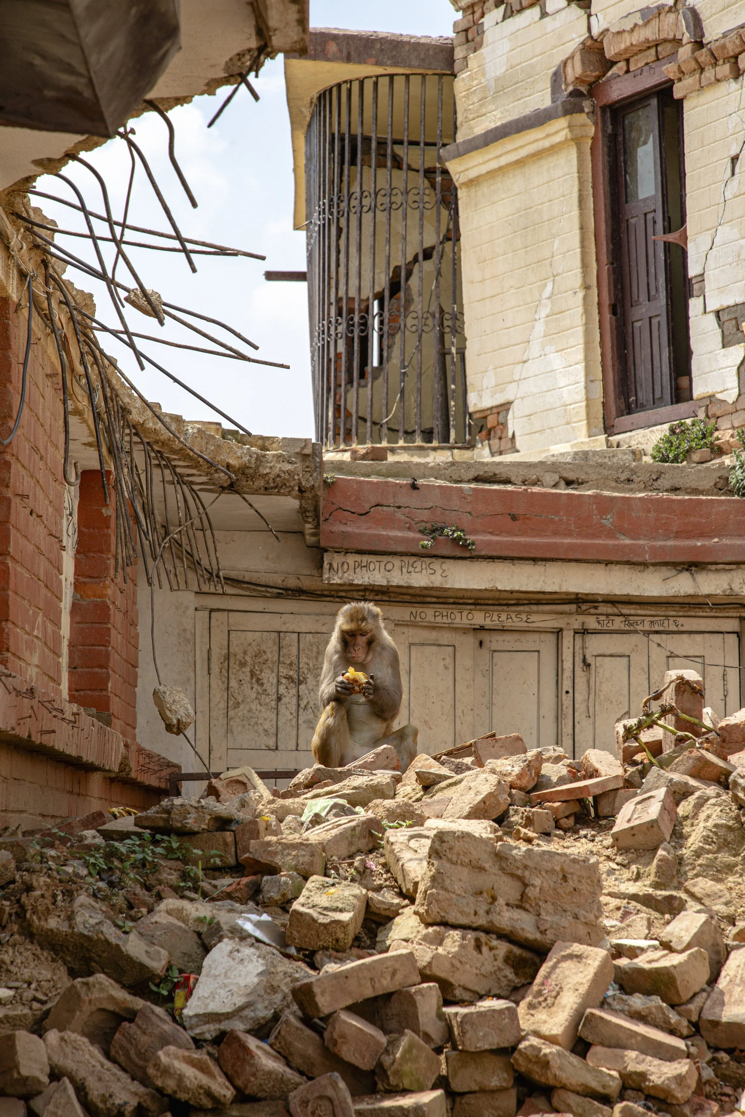 Macaque on earthquake rubble beside a "No Photo Please" sign, Kathmandu, Nepal, 2016. Street photography by Aidan Martin