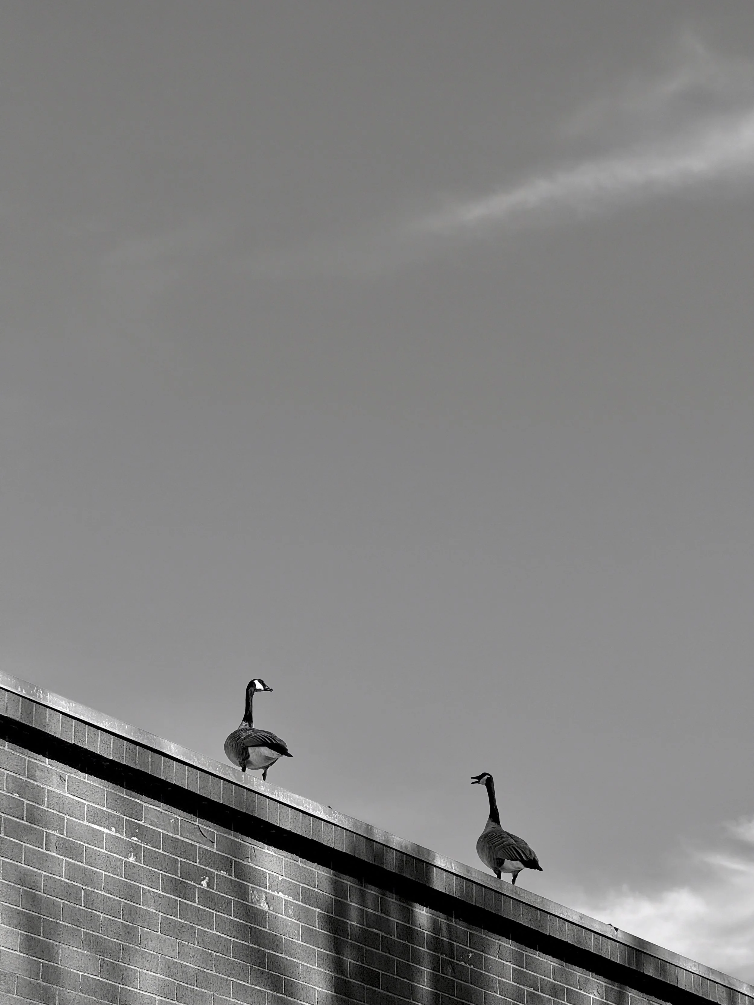 Squabble | Seattle | 2025