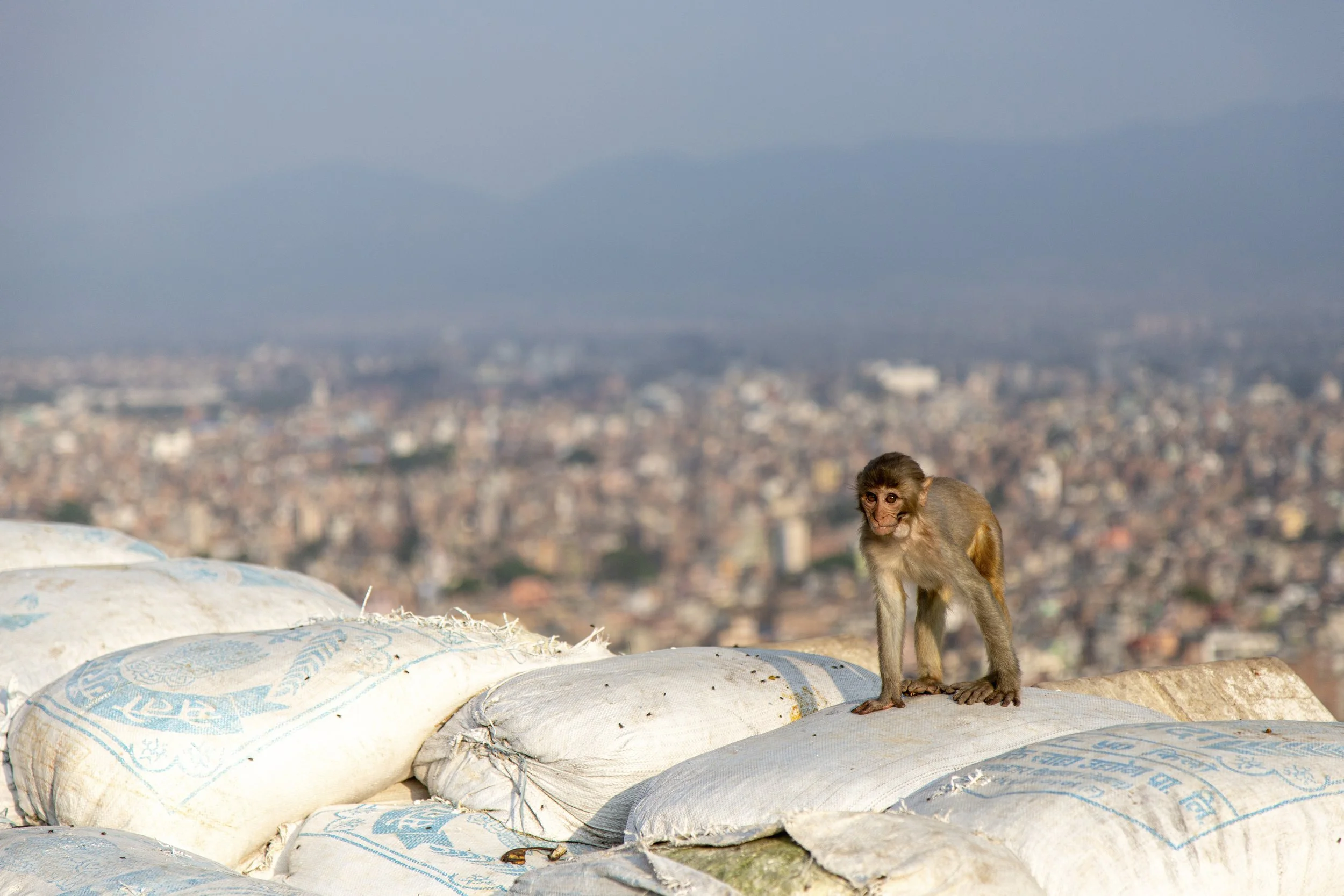 Monkey Business | Nepal | 2016