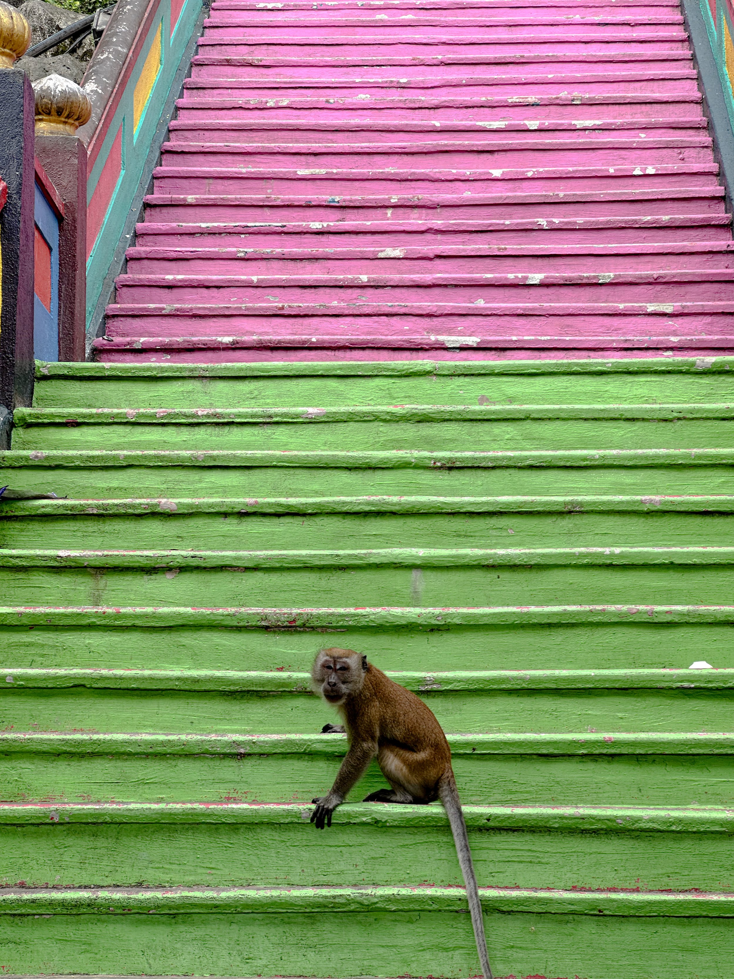 Macaque monkey on the colorful painted stairs of Batu Caves, Kuala Lumpur, Malaysia, 2016. Travel photography by Aidan Martin