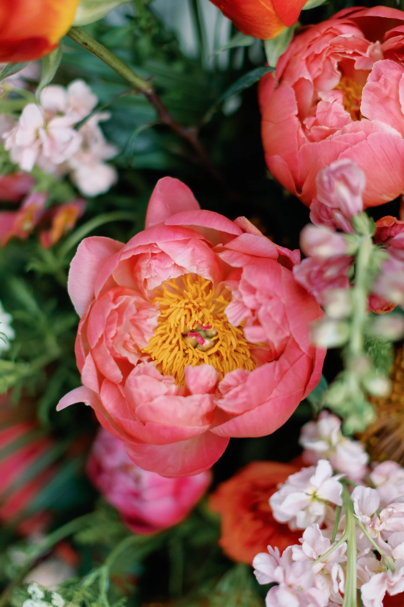Close-up of pink peonies with yellow centers, surrounded by other various flowers and green foliage.
