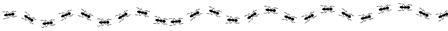 Line of multiple black ants walking in a row.