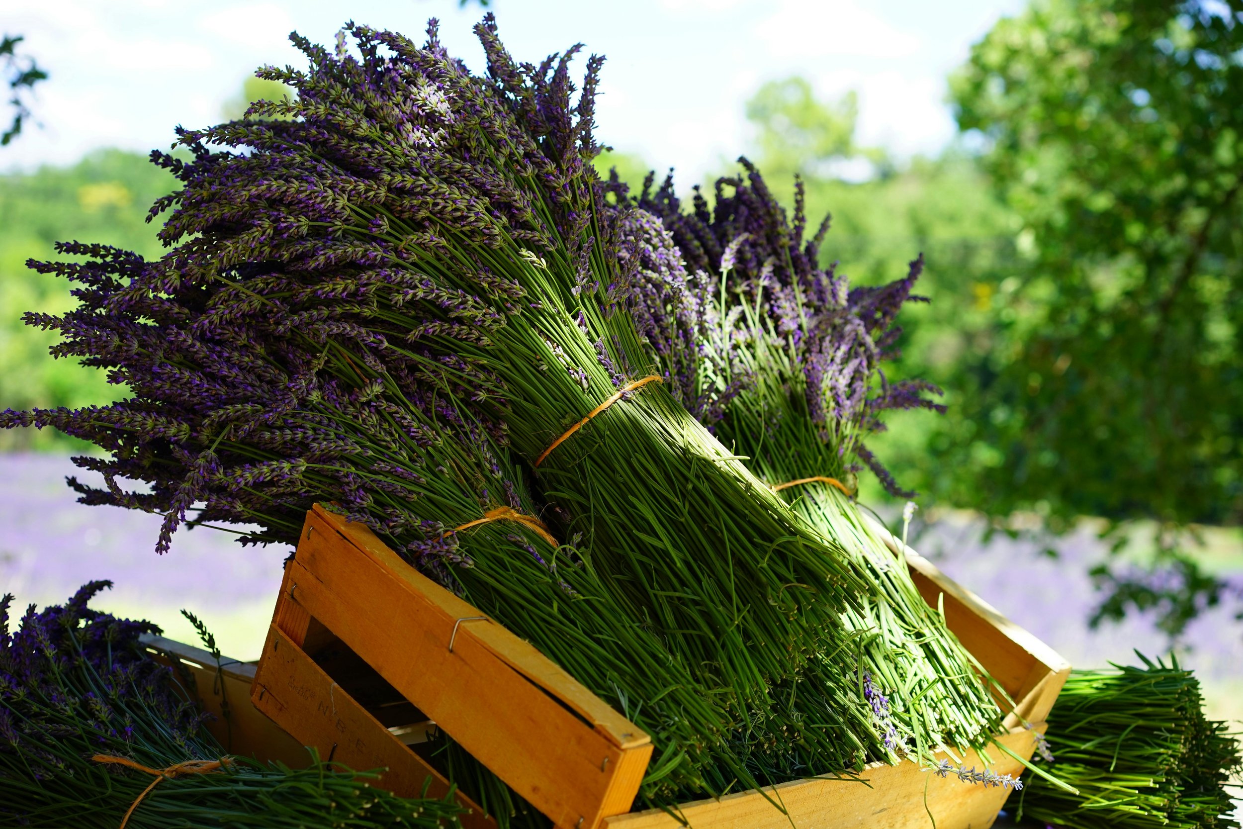wooden harvest with background.jpg