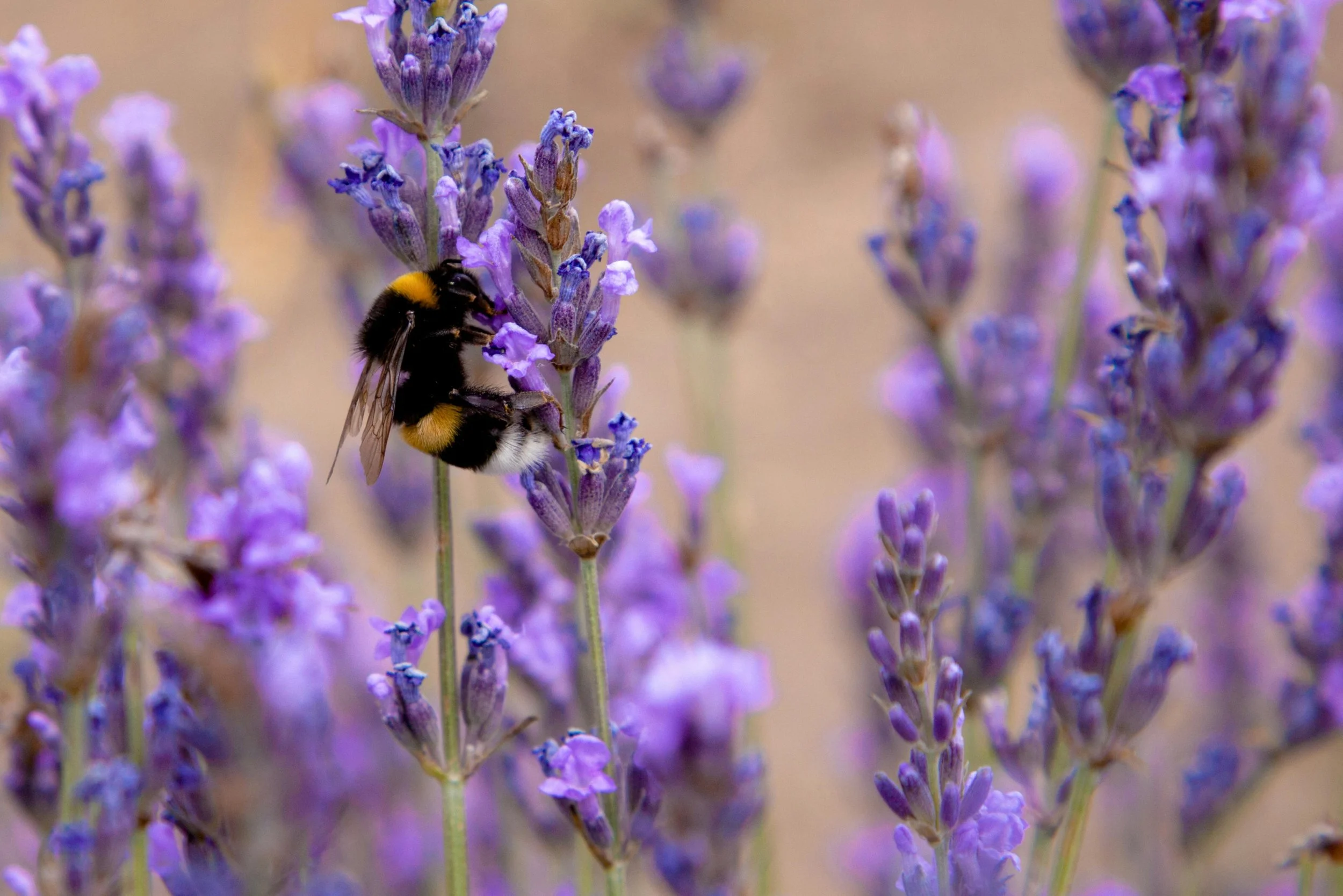 Close-up view of a bumblebee collecting nectar from purple lavender flowers.