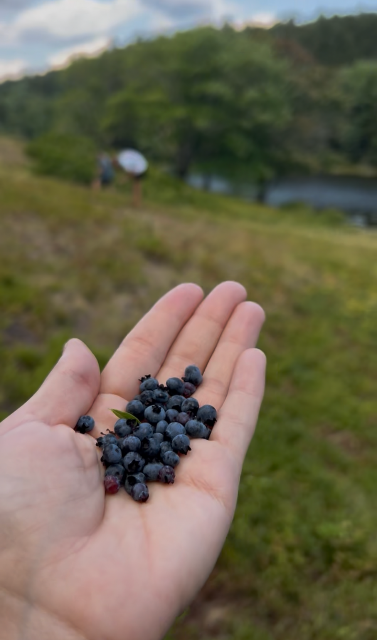 🫐 Everything You NEED to Know About Picking Wild Blueberries in Acadia National Park
