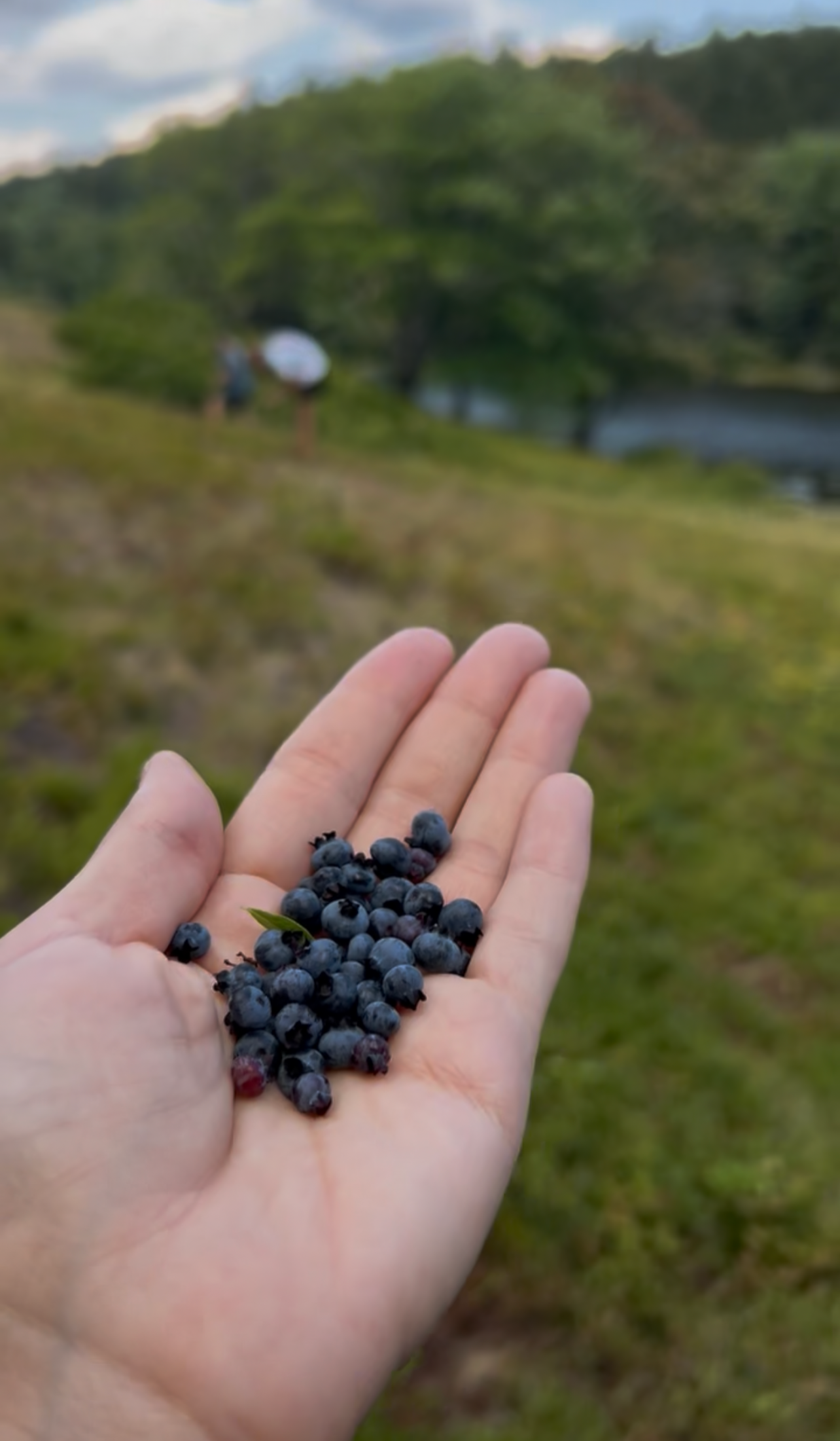 🫐 Everything You NEED to Know About Picking Wild Blueberries in Acadia National Park