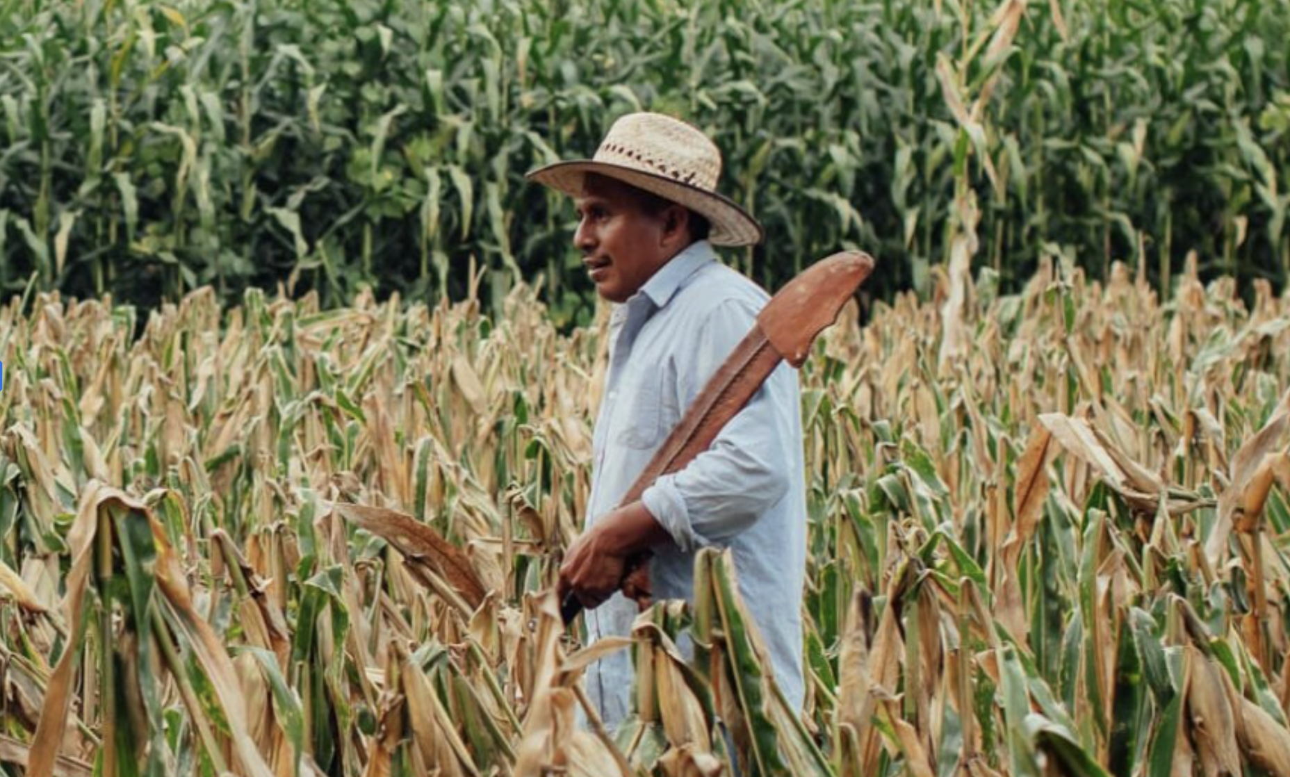 Semilla Nueva