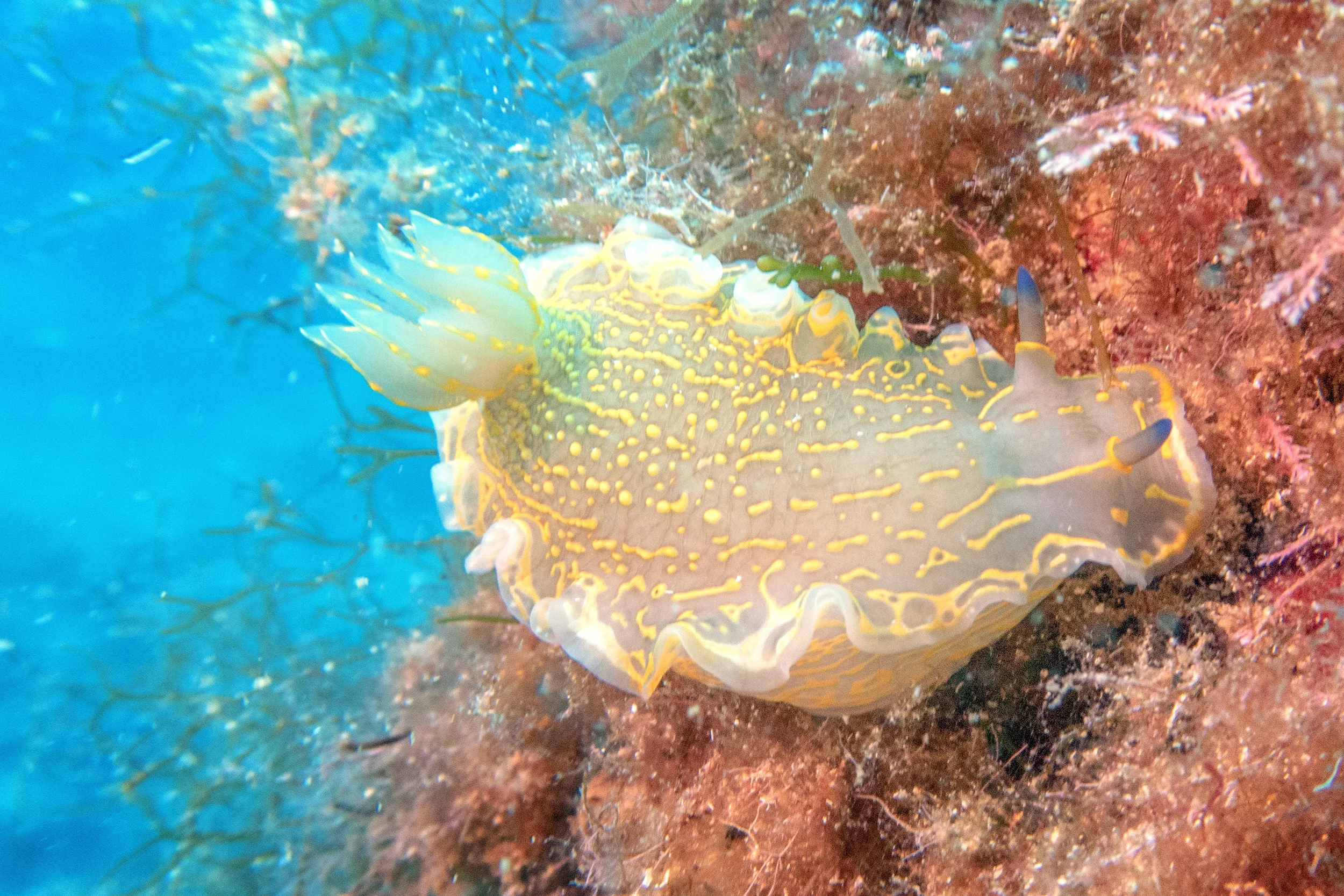 Un riccio di mare con colori vivaci e dettagli intricati, situato sul fondale marino tra roccia e coralli, circondato da acqua blu e piccoli organismi marini.
