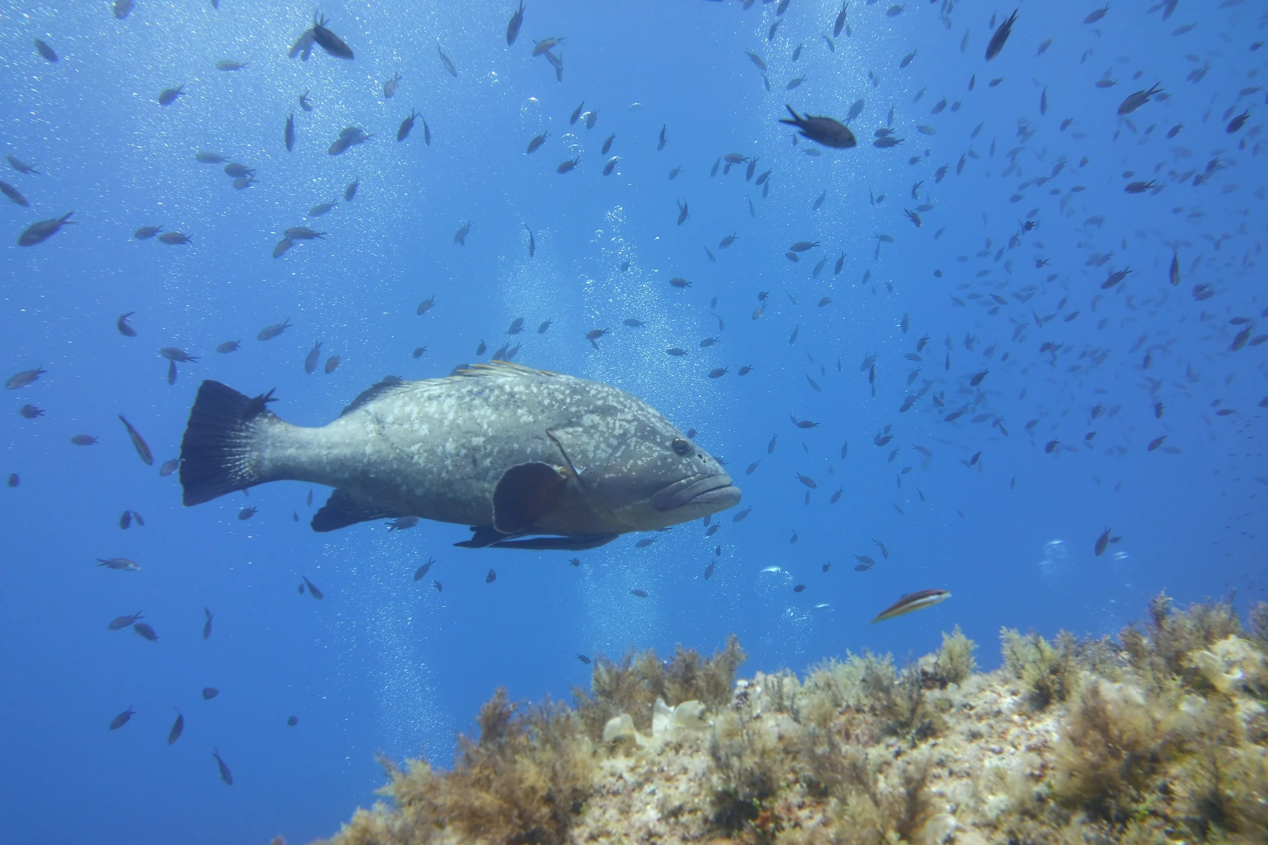 Un'immagine subacquea che mostra un pesce di grandi dimensioni circondato da molte piccole pesci colorati, con un fondale marino ricco di coralli e roccia.